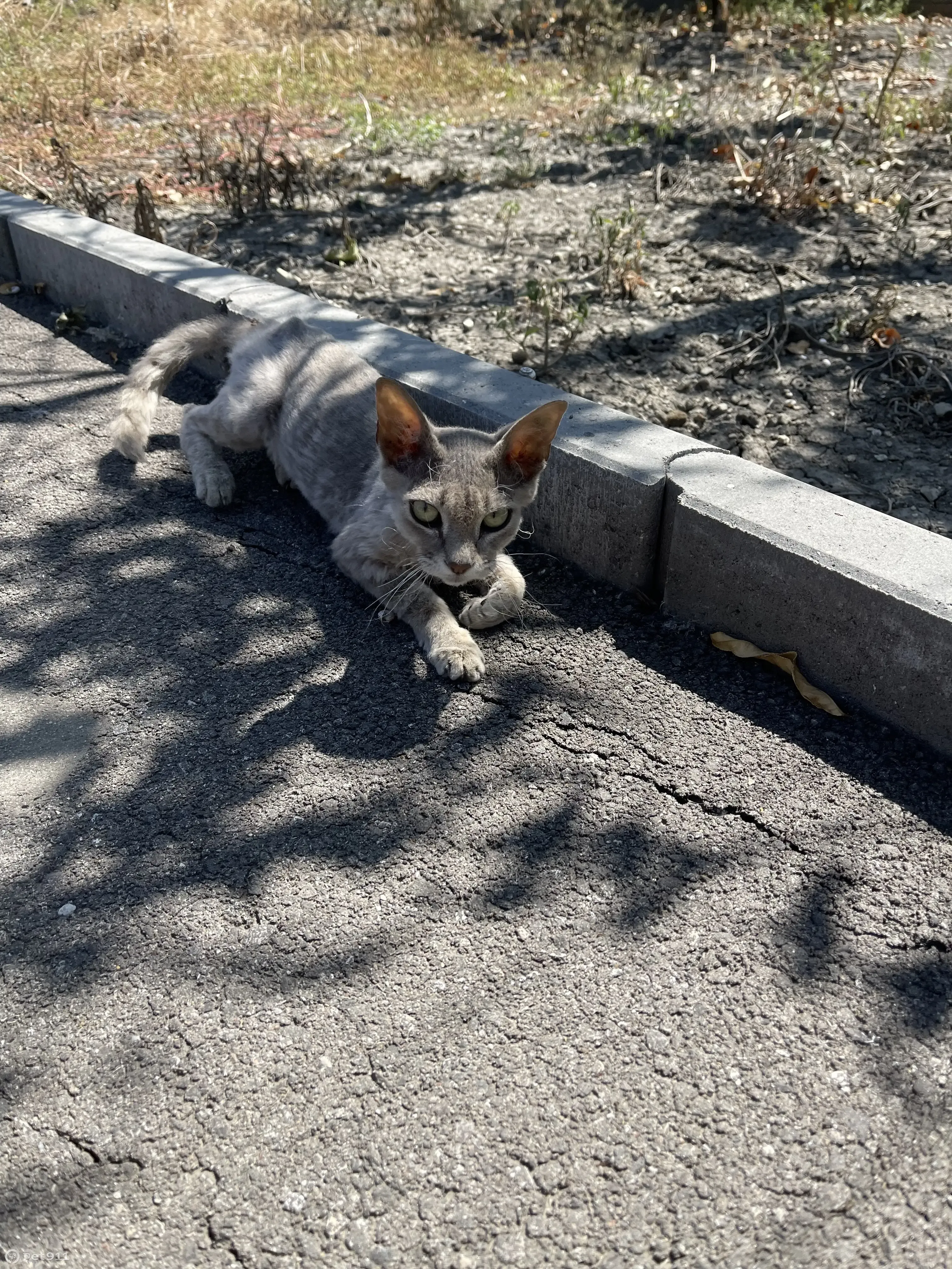 Найдена кошка помеси сфинкса с британцем, нужна помощь. Улица Лермонтова,  22 | Pet911.ru