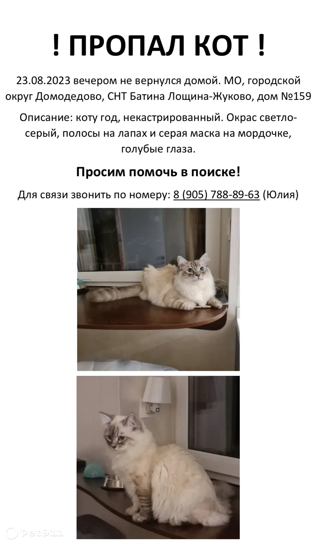 Пропала кошка в Батиной Лощине, Московская обл. | Pet911.ru