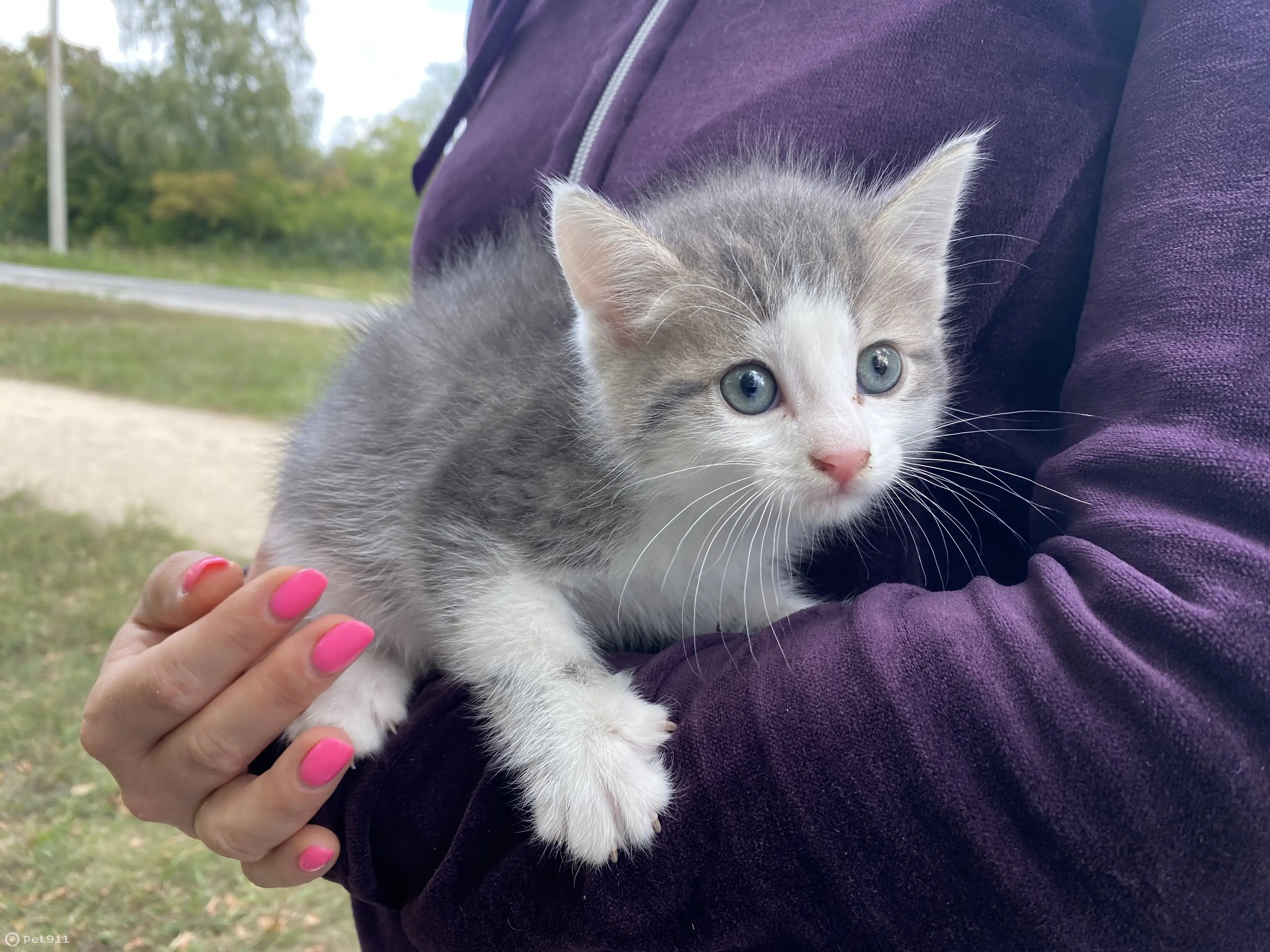 Найден котенок, Магнитогорск, Челябинская обл. - photo