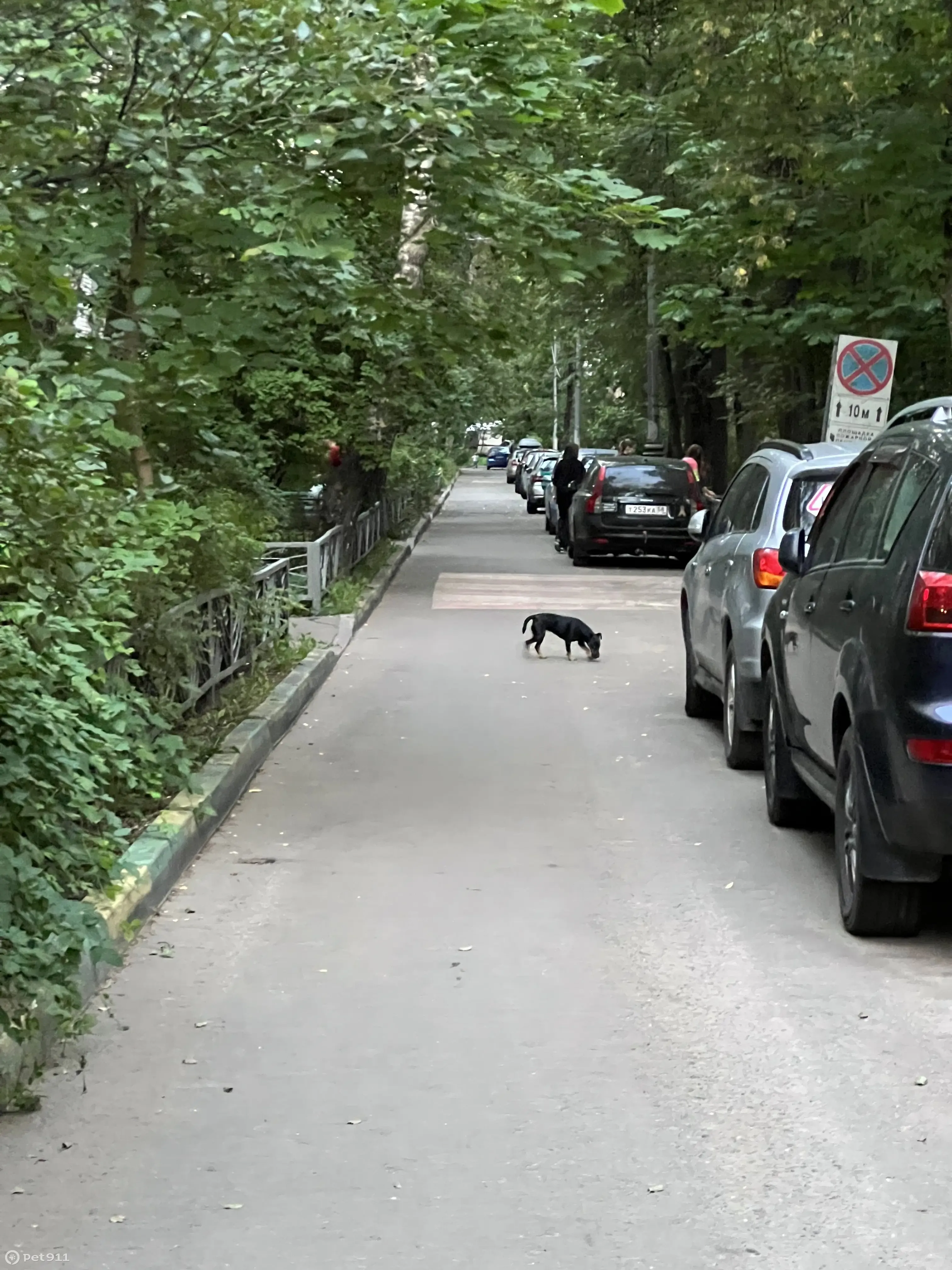 Собака найдена: 1-й Волоколамский проезд 8к2, Москва | Pet911.ru