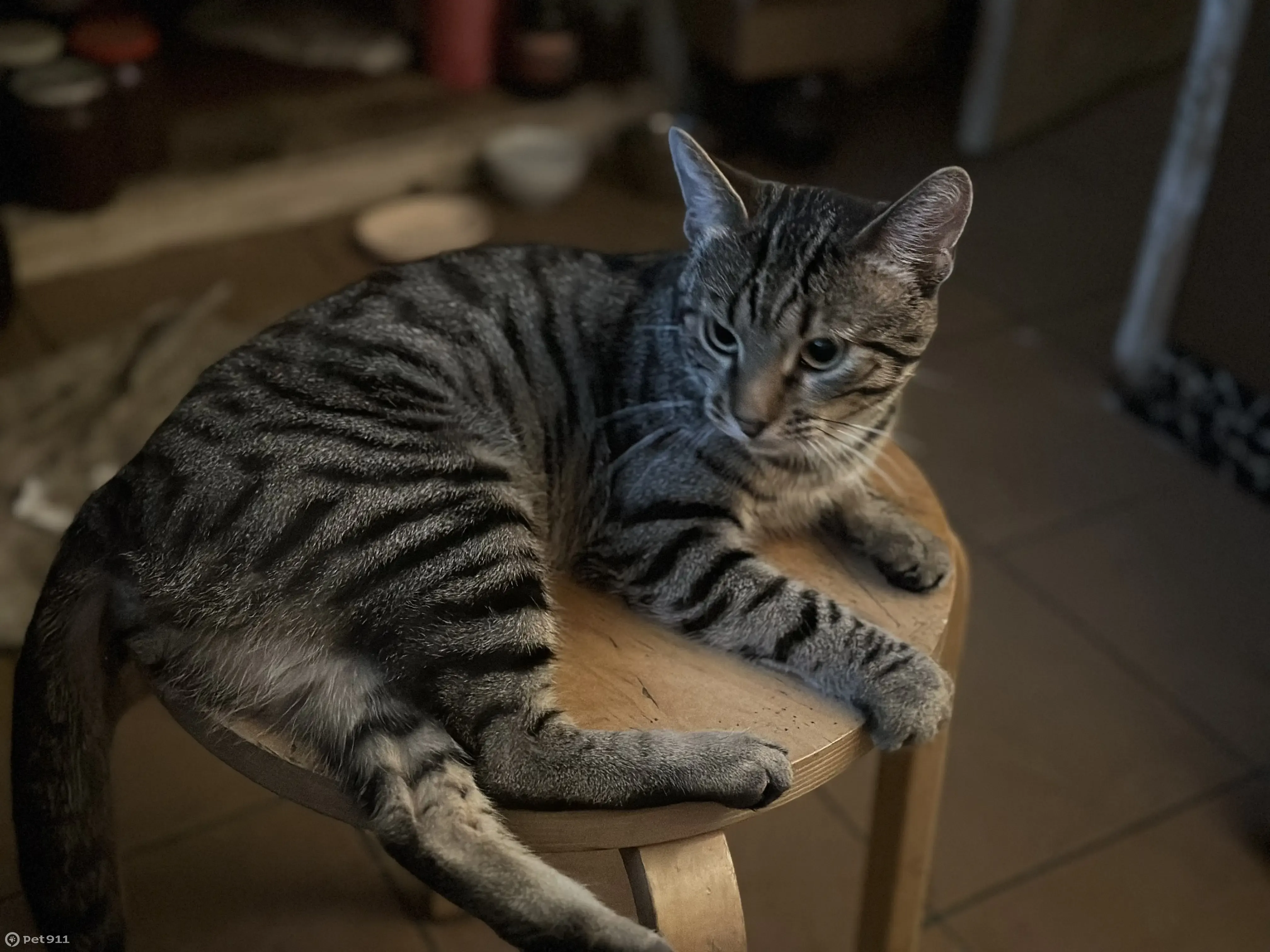 Пропал полосатый кот в Петровском, Московская обл. | Pet911.ru