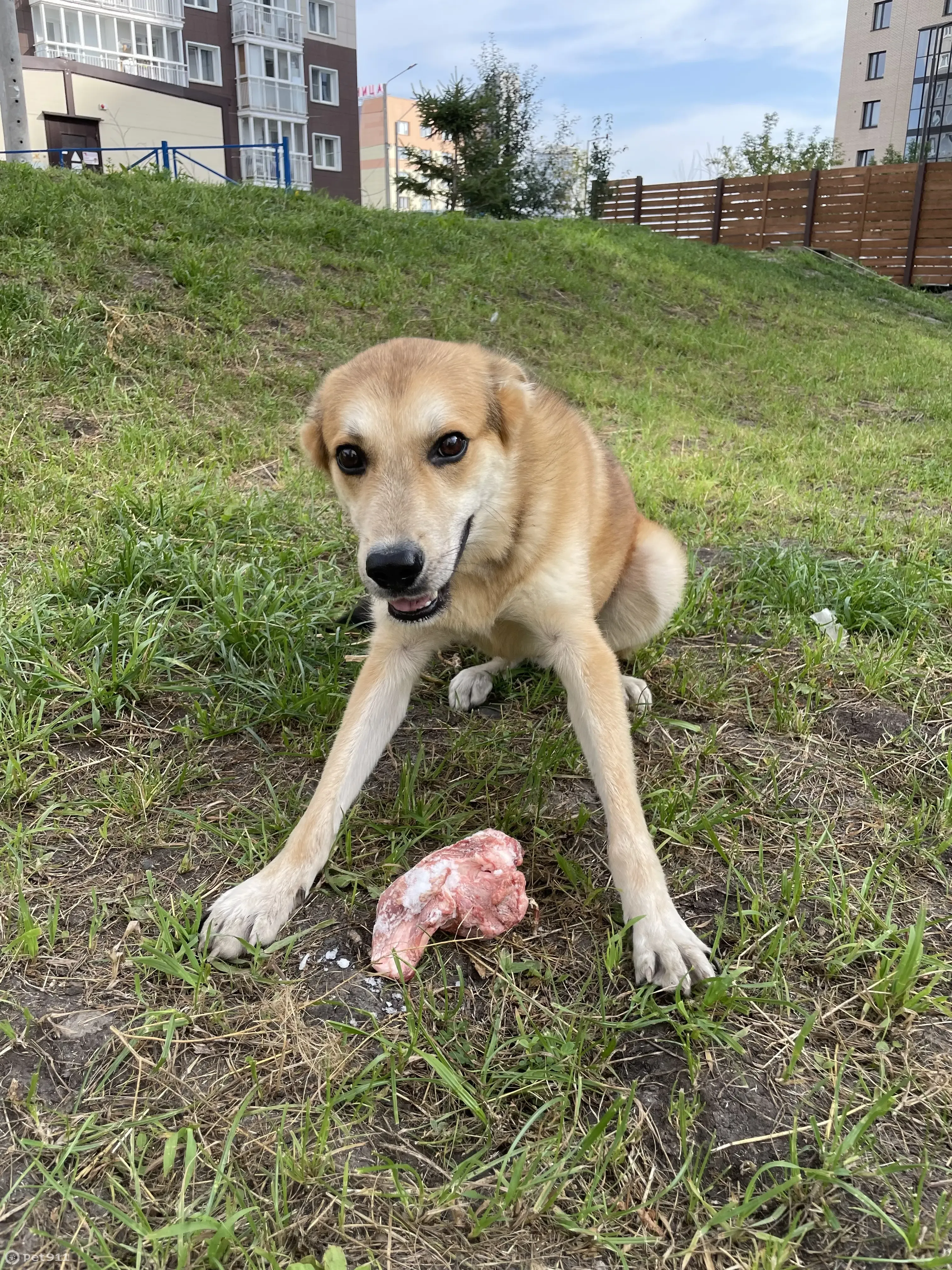 Найдена собака, ищет дом. Краснодарская ул., Красноярск | Pet911.ru