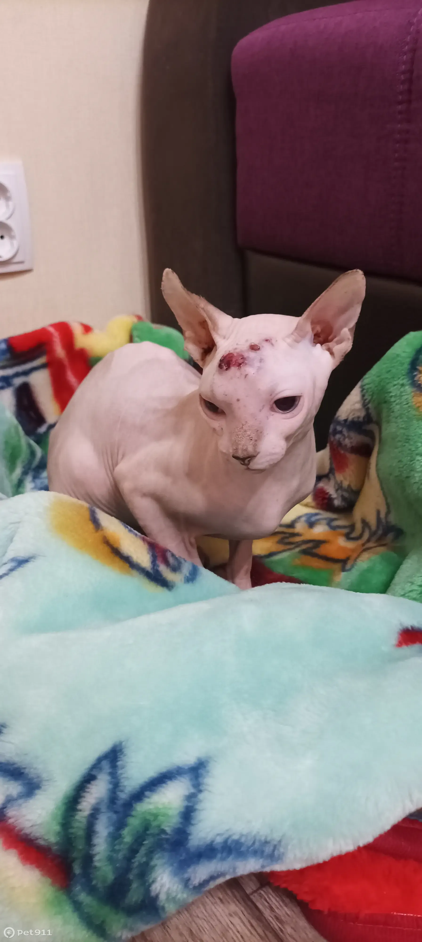 Кошка Сфинкс с гематомой на ул. Карла Маркса, 40 - photo