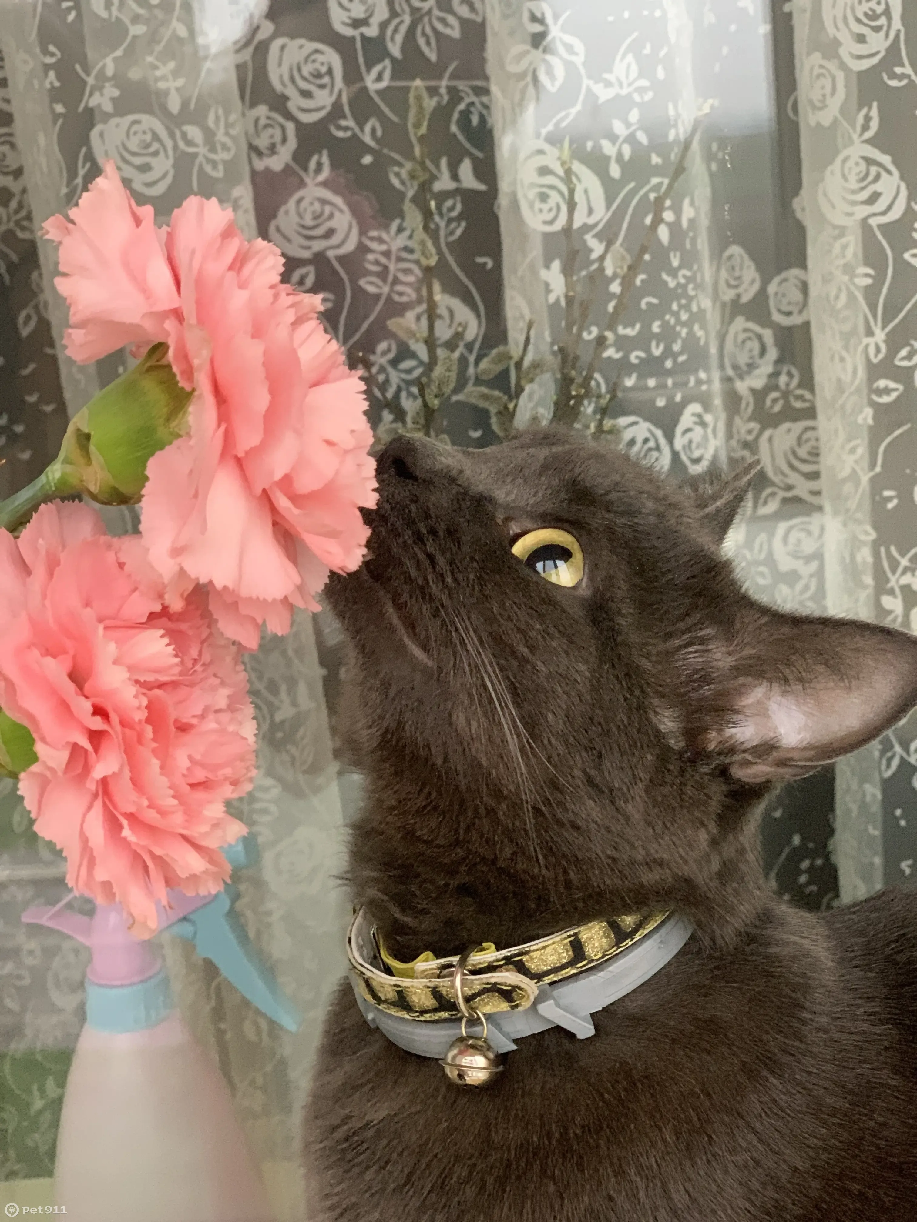 Пропала кошка Китти в Судже, Курская область - photo