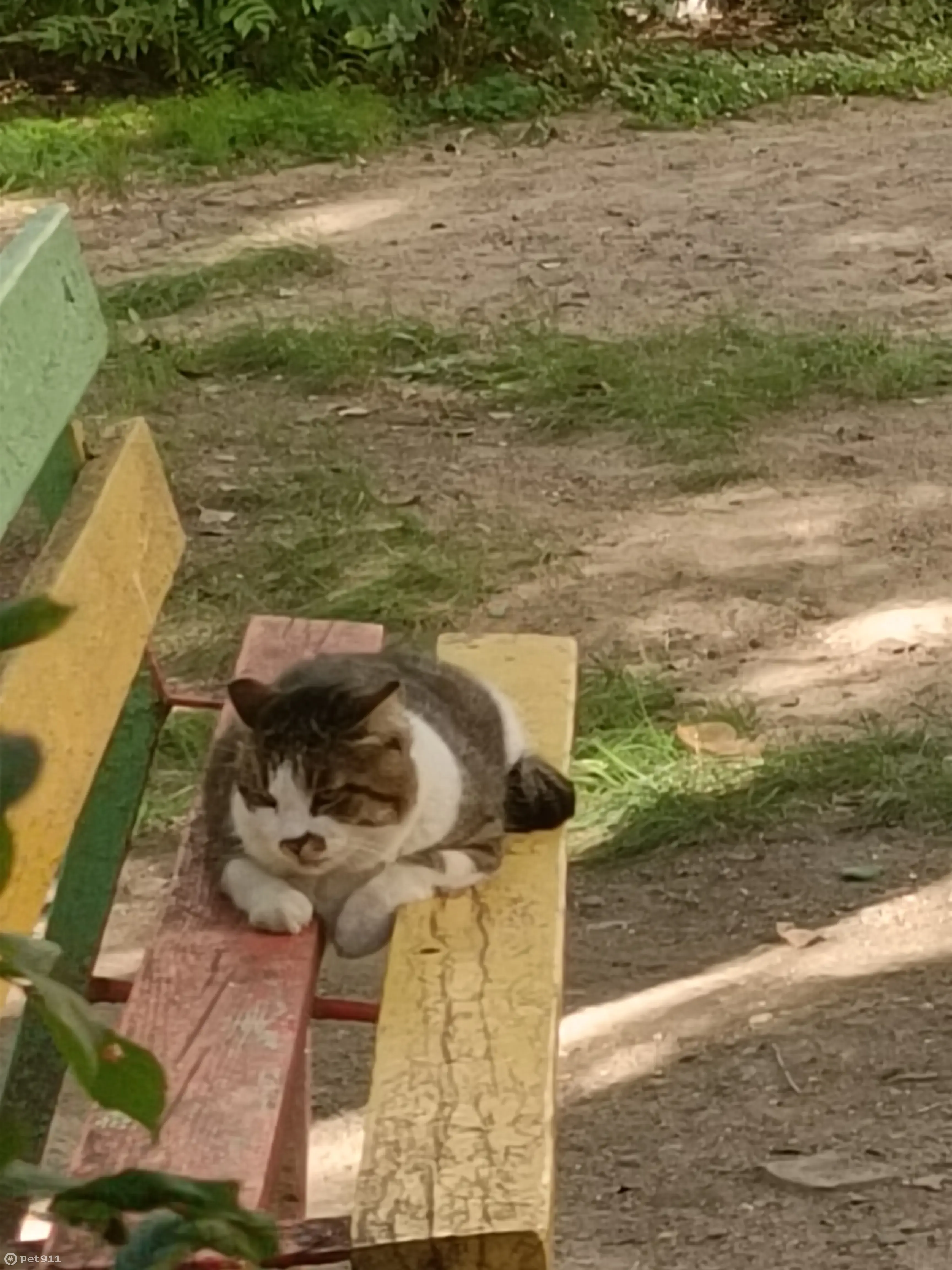 Потерянный кот на ул. Фрунзе, 110, Хабаровск | Pet911.ru