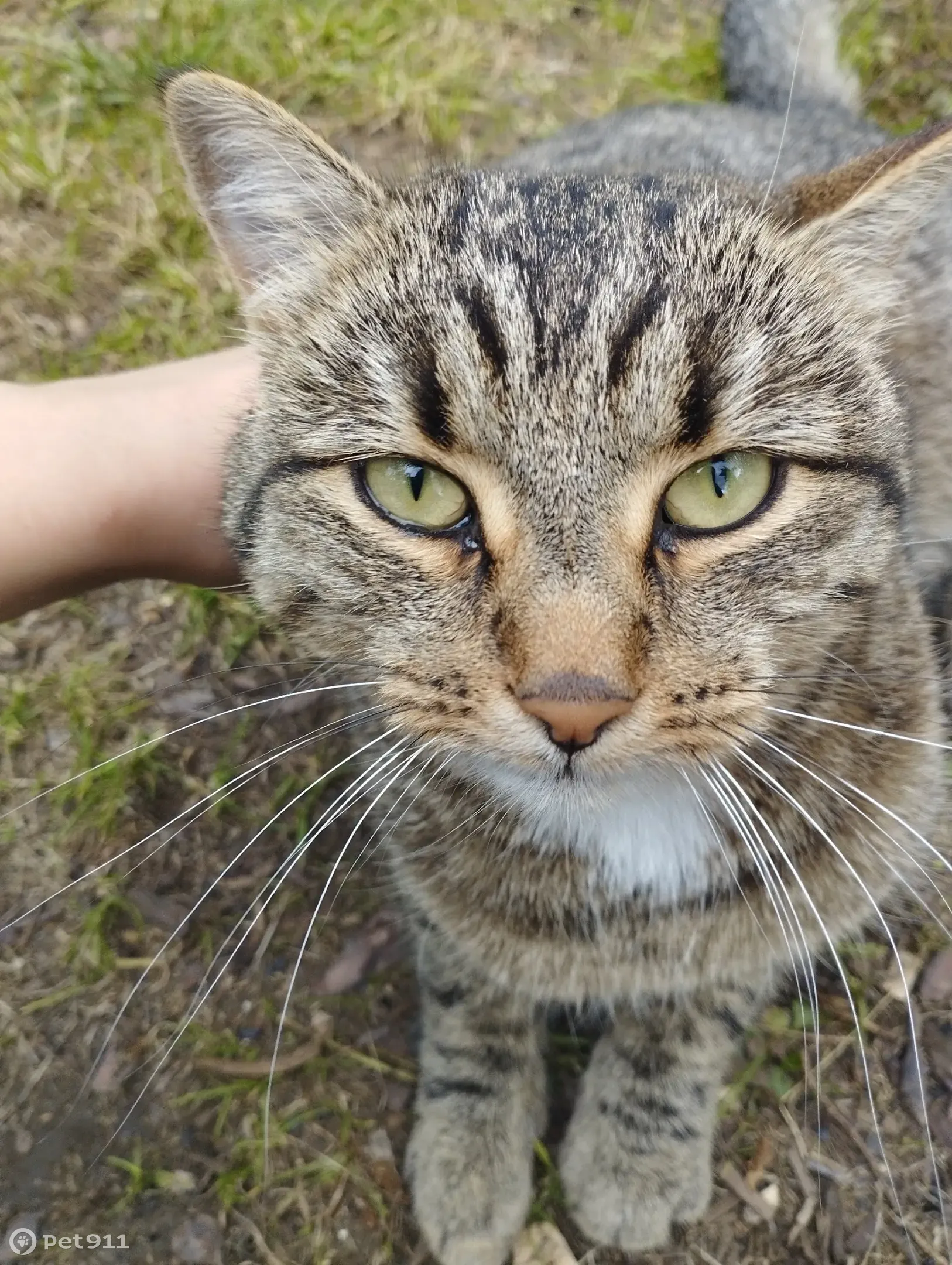 Найдена кошка в 5 садах г. Новоуральска ищет новых хозяев | Pet911.ru