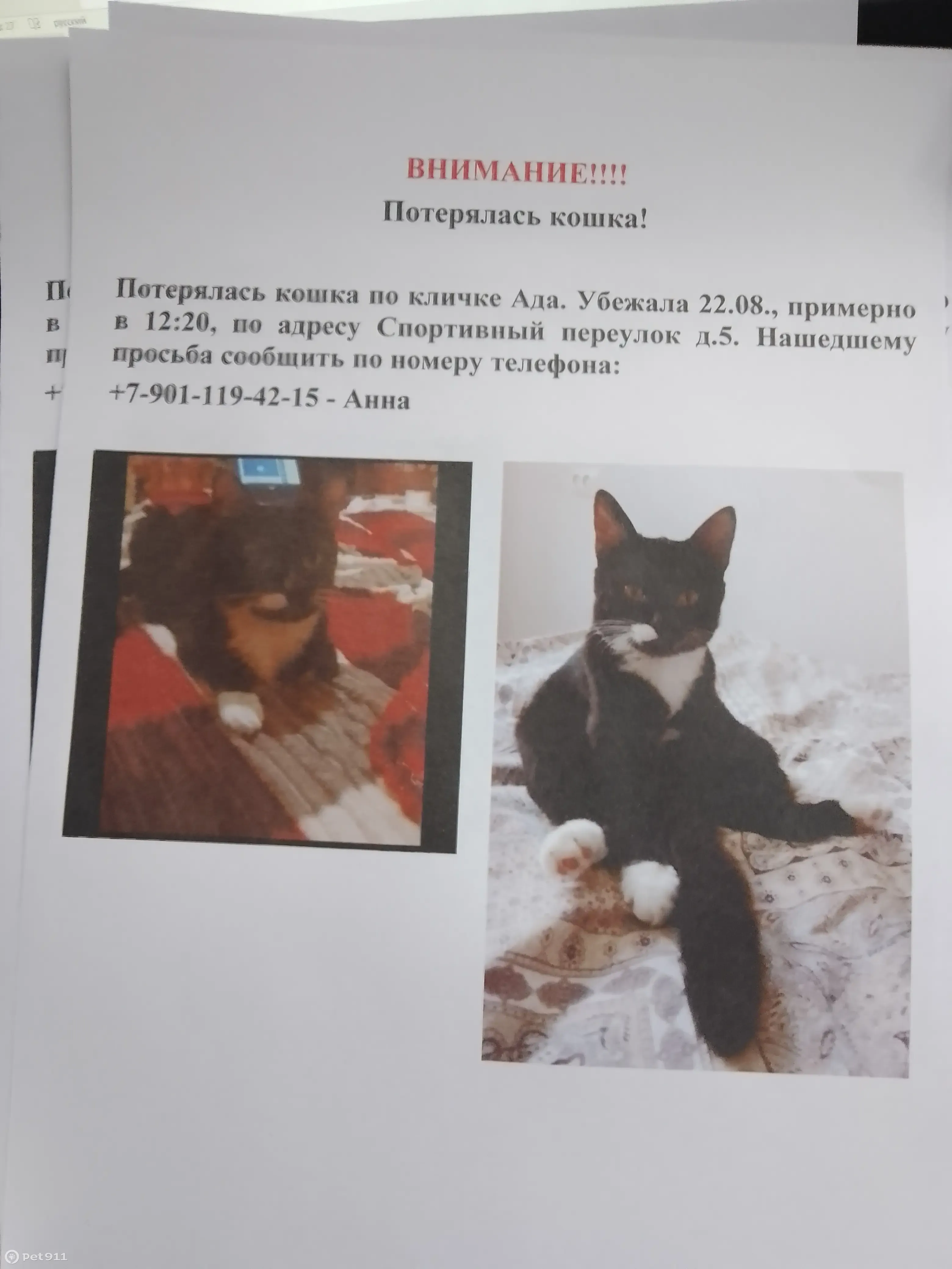 Пропала черная кошка, переулок Спортивный, 5, Тверь | Pet911.ru