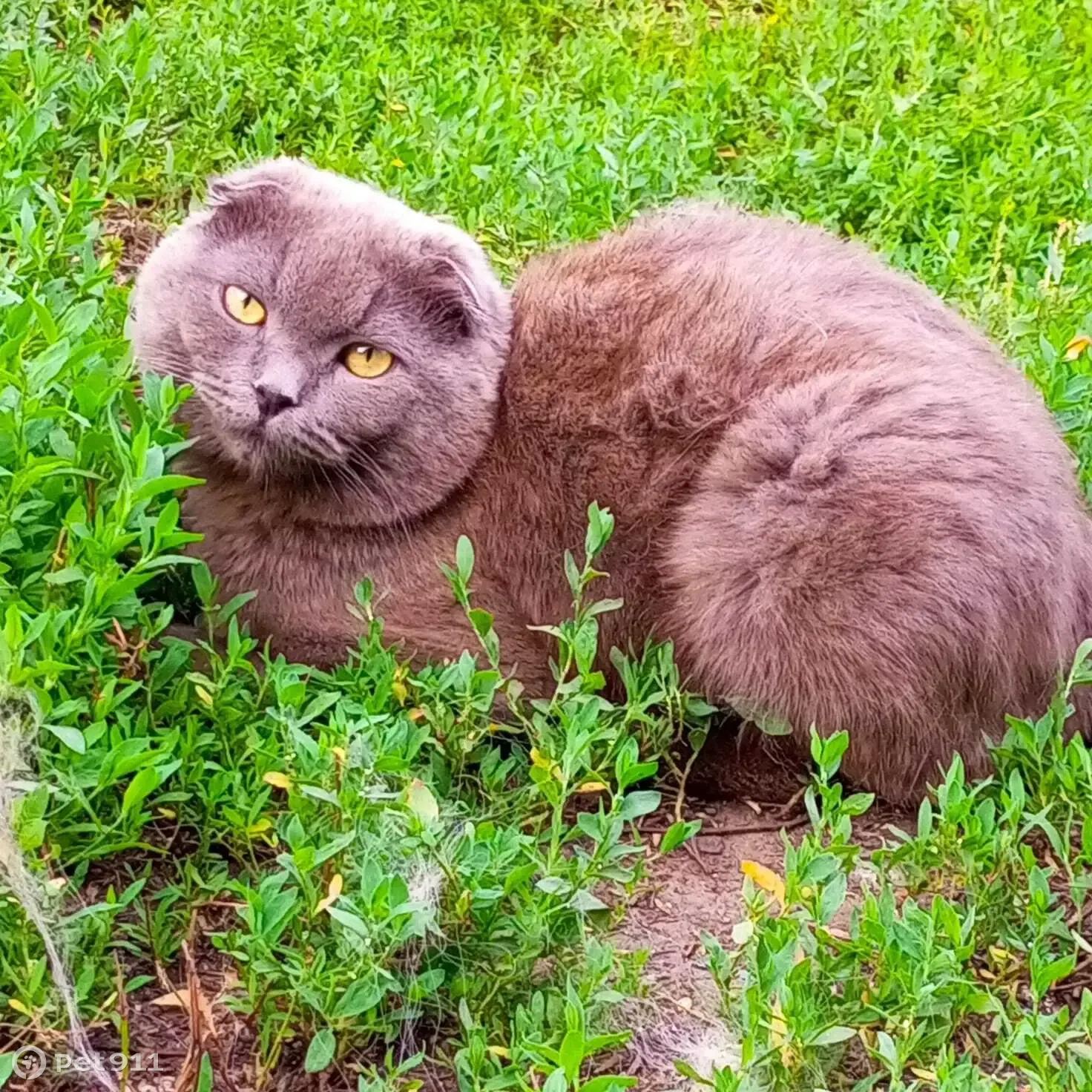 Пропала кошка Мальчик в Оренбургской области | Pet911.ru