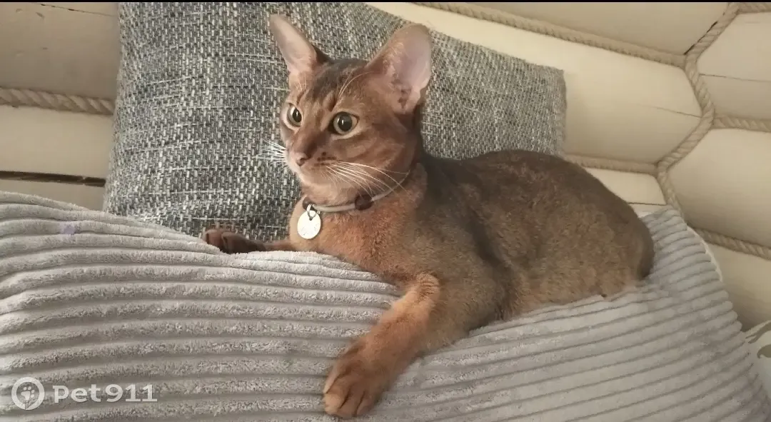 Пропала кошка: Северная улица, 19 - photo