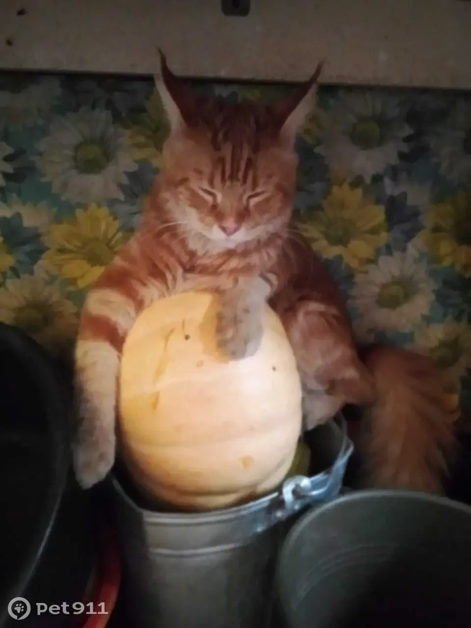 Пропала кошка Мейн-кун, ул. Орджоникидзе, 34, Серов - photo