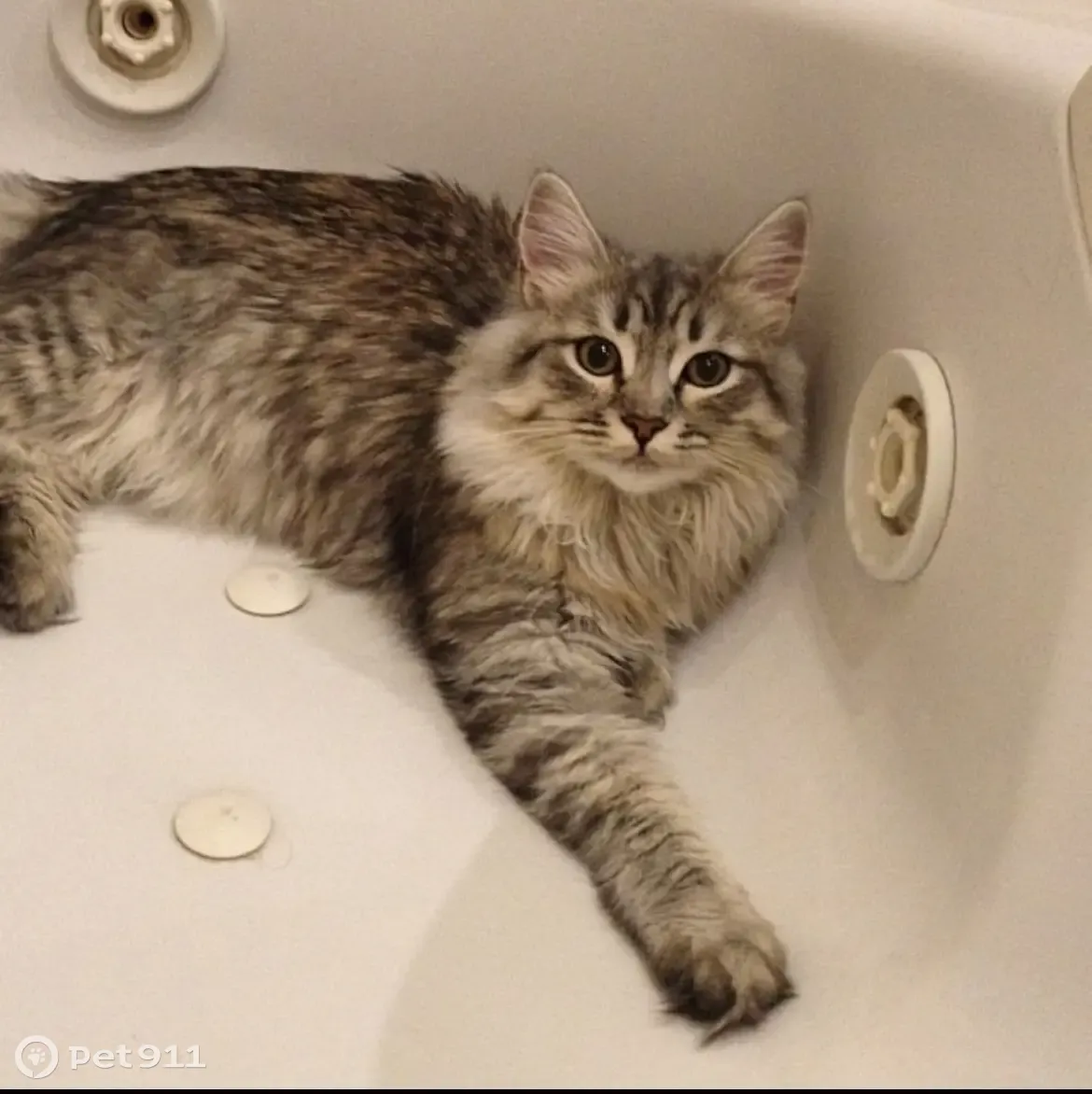 Пропала кошка Элис, 9 лет, серый окрас. Краснослободск, Волгоградская область - photo