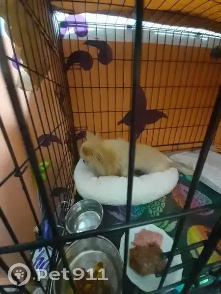 Найден чихуахуа, ул. Некрасова, +7925-277-05-79 - photo