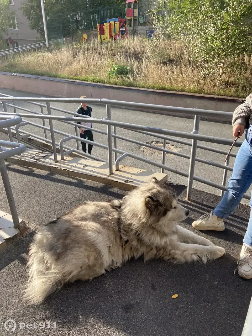 Пропала собака Маламут, ул. Привокзальная, Казань | Pet911.ru