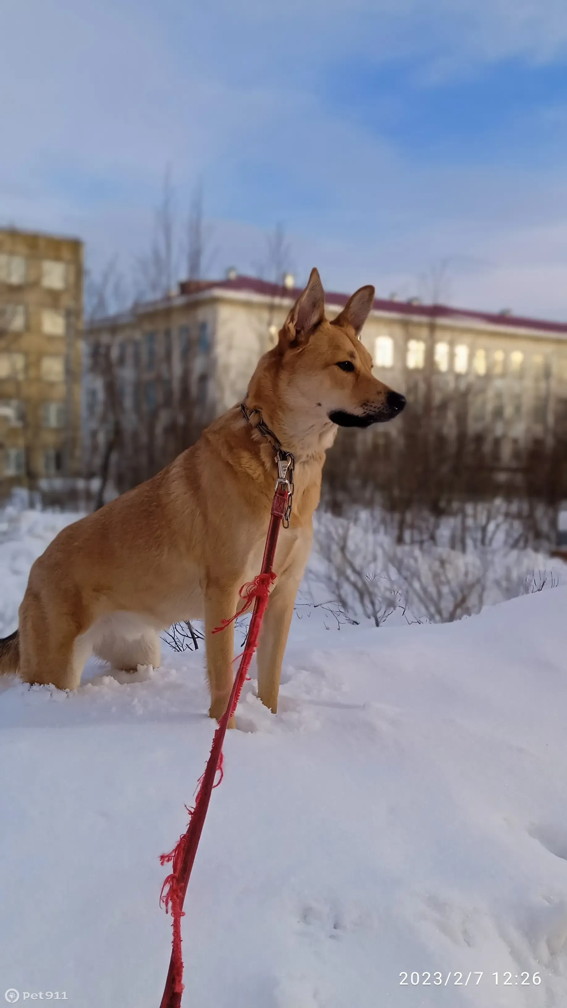 Пропала собака кобель, песочно-рыжего окраса, 2-я Минеевская улица, 2,  Иваново | Pet911.ru