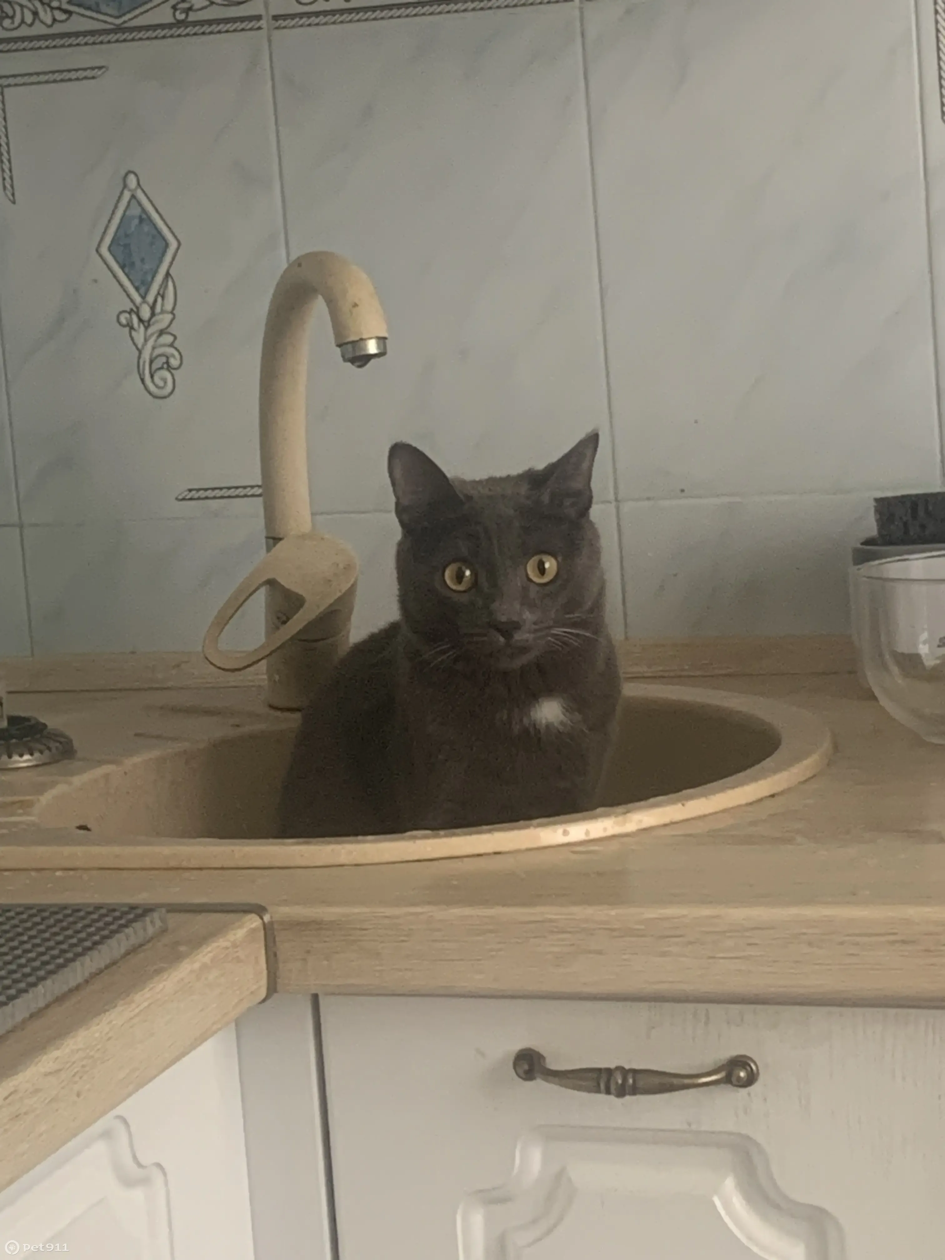 Пропал кот Волк, ул. Розы Люксембург, 299, Иркутск - photo