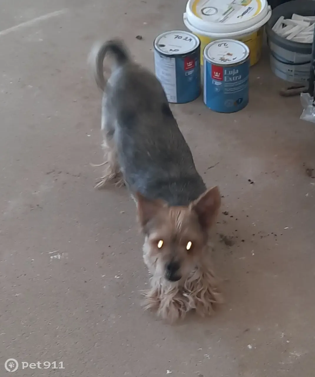 Потерян Йоркширский терьер, мальчик, на ул. Новотитаровская 80 - photo