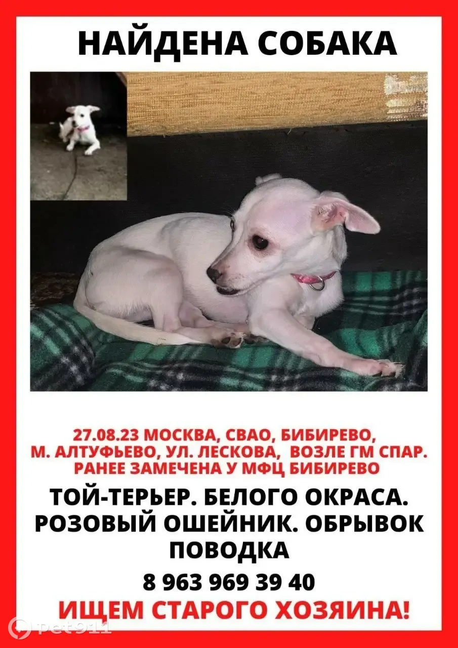 Собака Той-терьер, белый, ул. Лескова 16, Москва | Pet911.ru