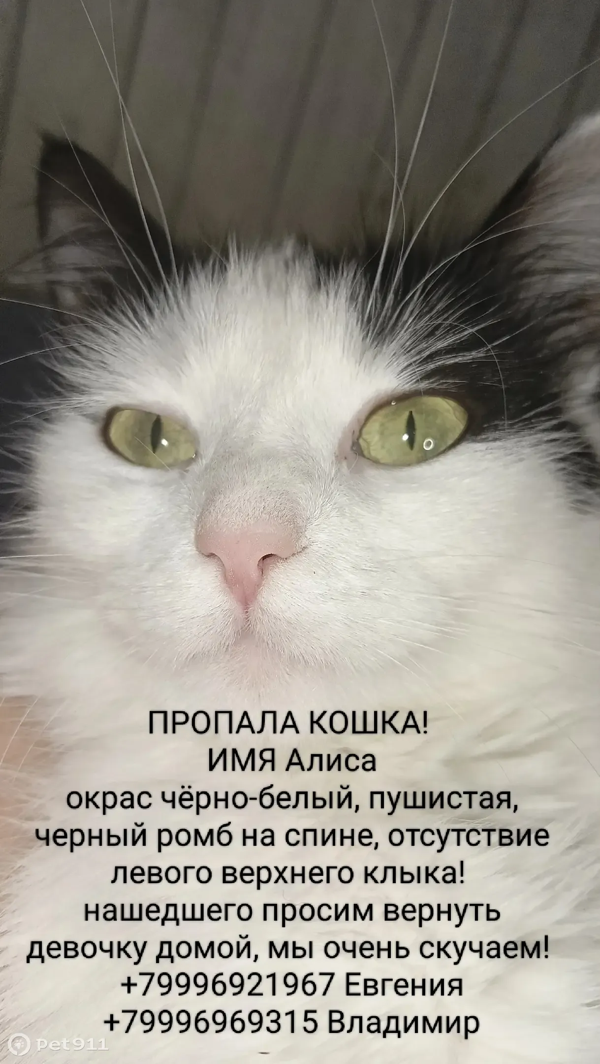 Пропала черно-белая кошка, ул. Станиславского, 282, Ростов-на-Дону |  Pet911.ru