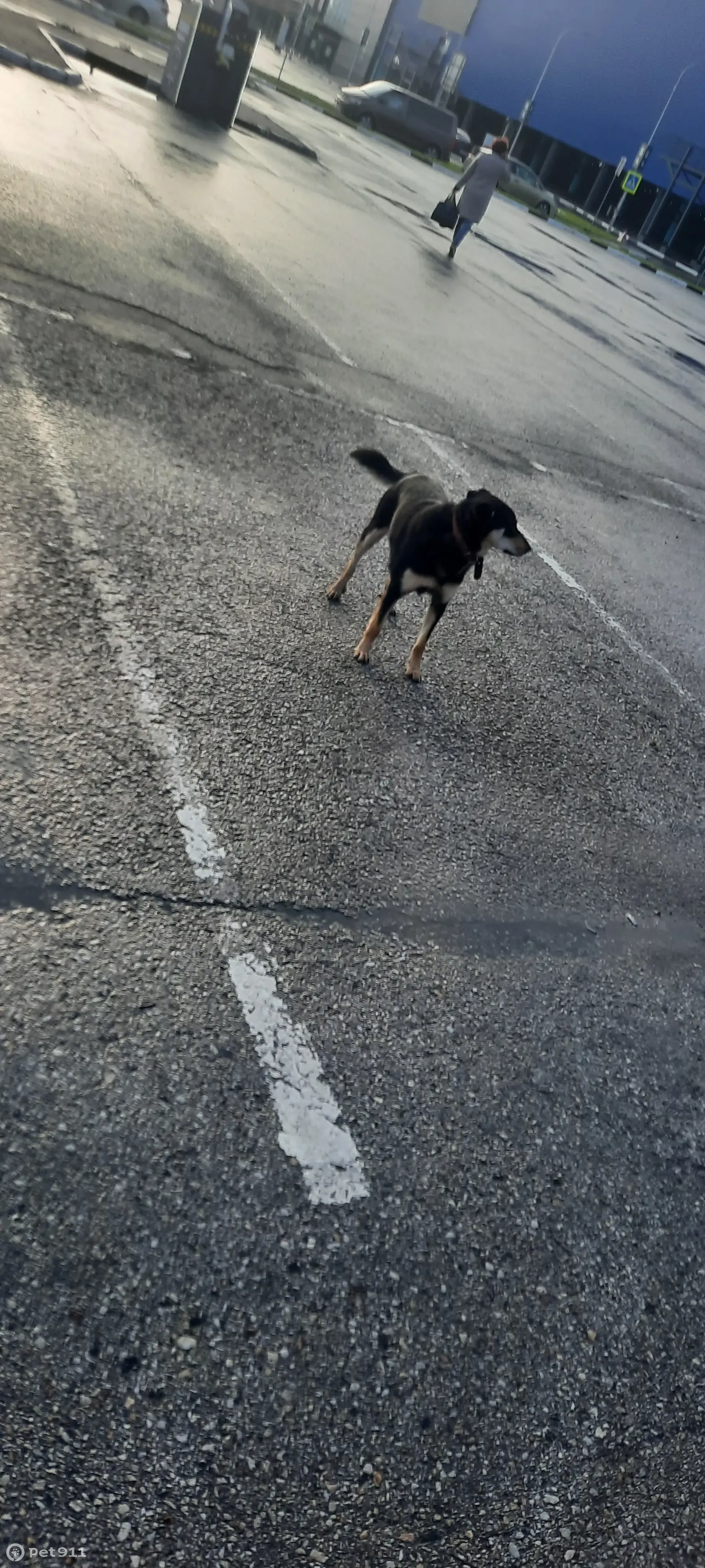 Найдена собака на ул. Металлургов, 87, Екатеринбург | Pet911.ru