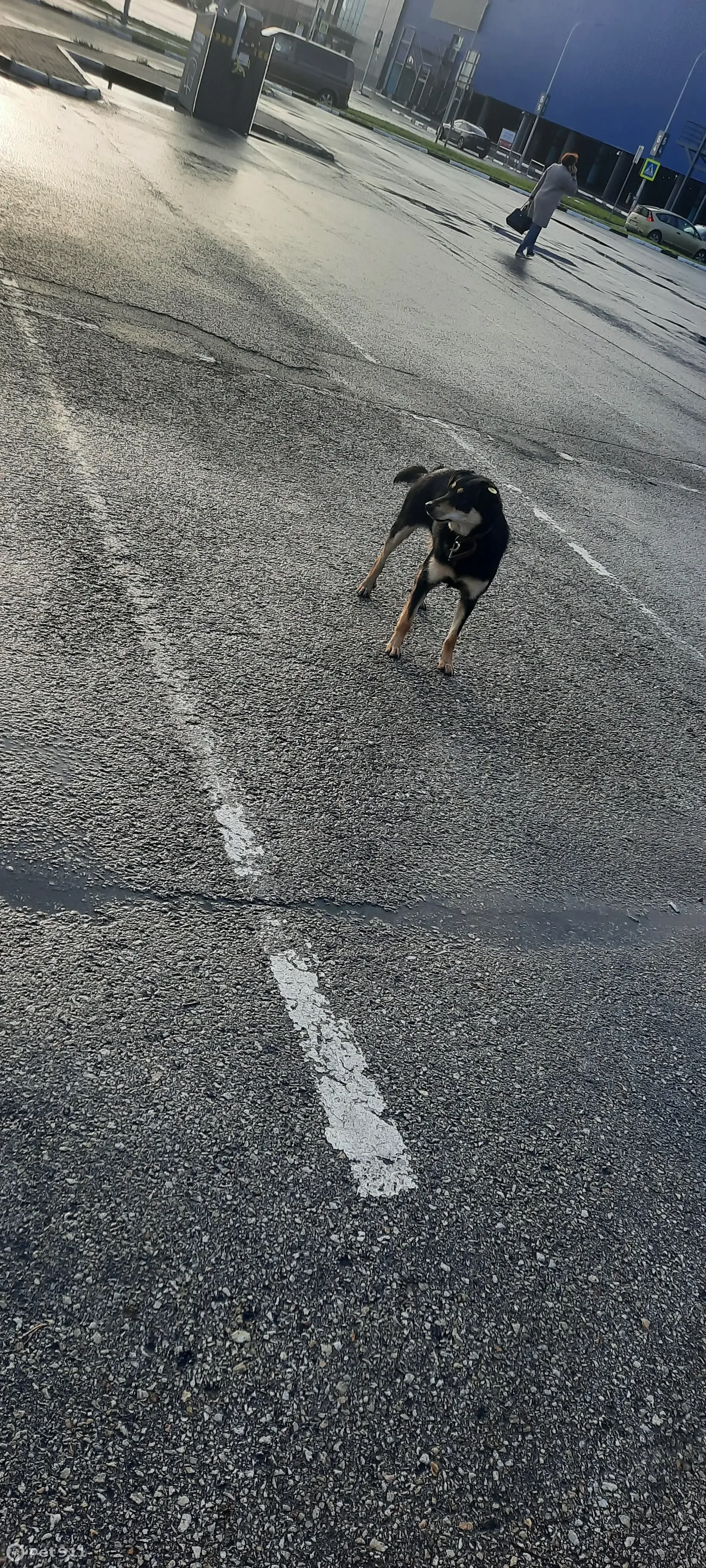 Найдена собака на ул. Металлургов, 87, Екатеринбург | Pet911.ru