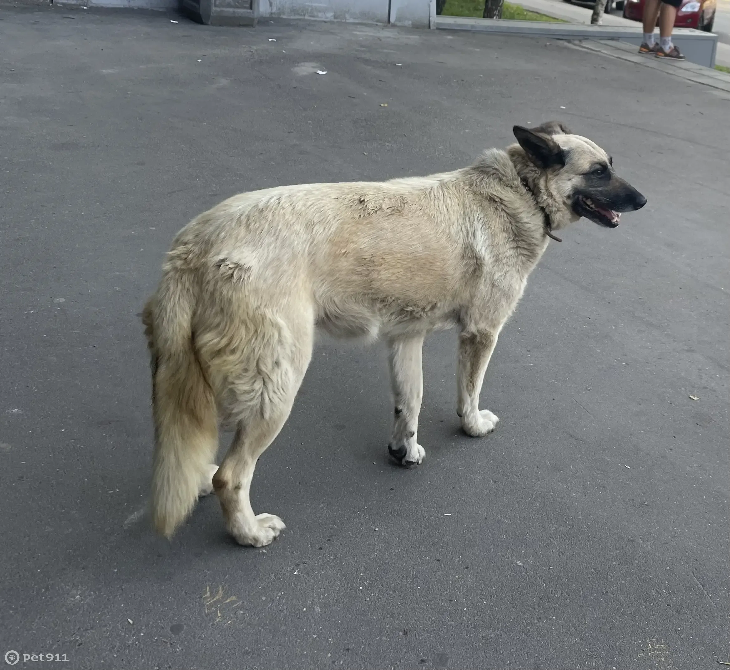 Найдена собака в районе МцД Лианозово, ищем хозяев или новый дом | Pet911.ru