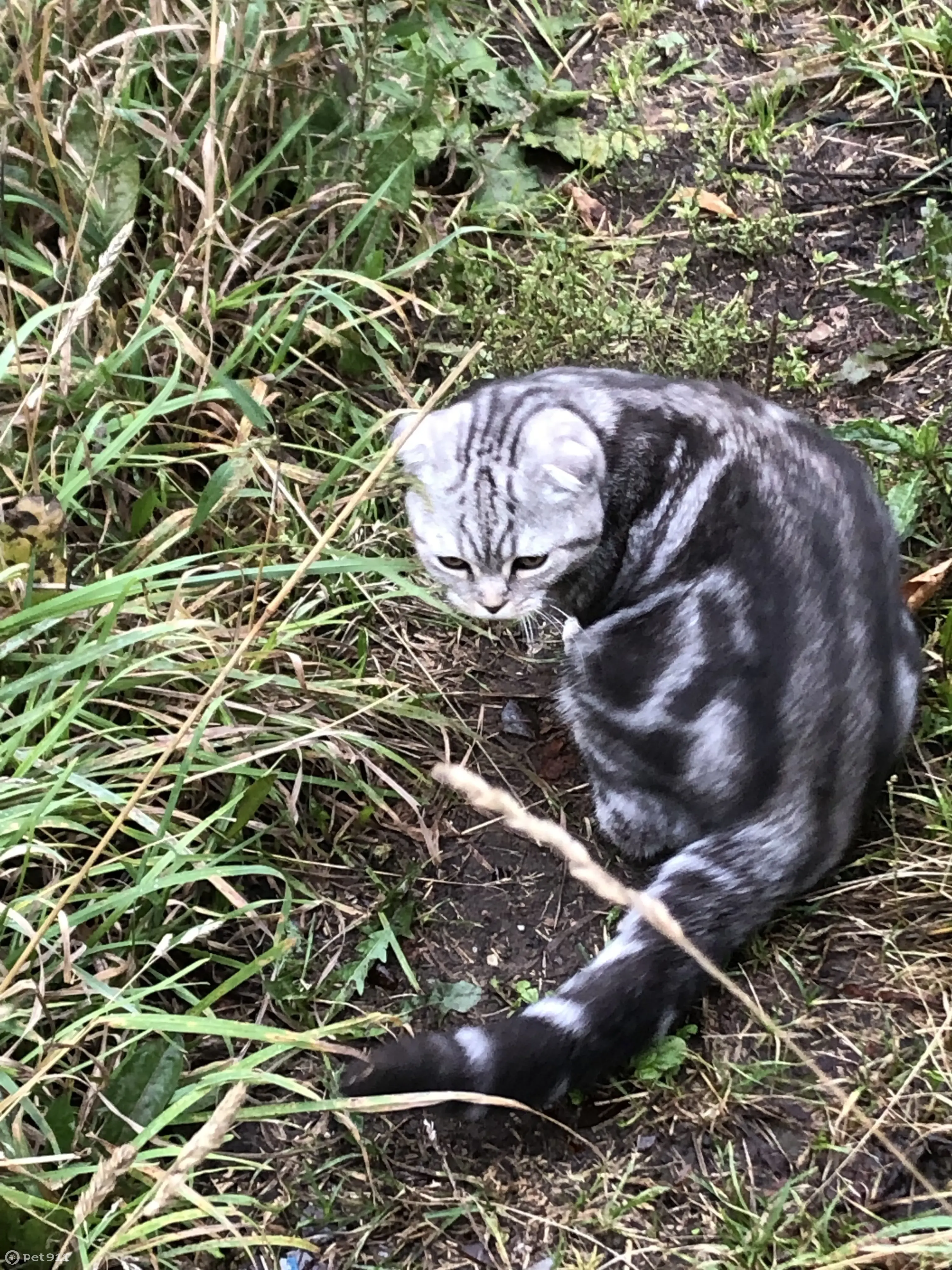 Найдена кошка на ул. Мильчакова-Овчинникова, Пермь. Возраст до года. |  Pet911.ru