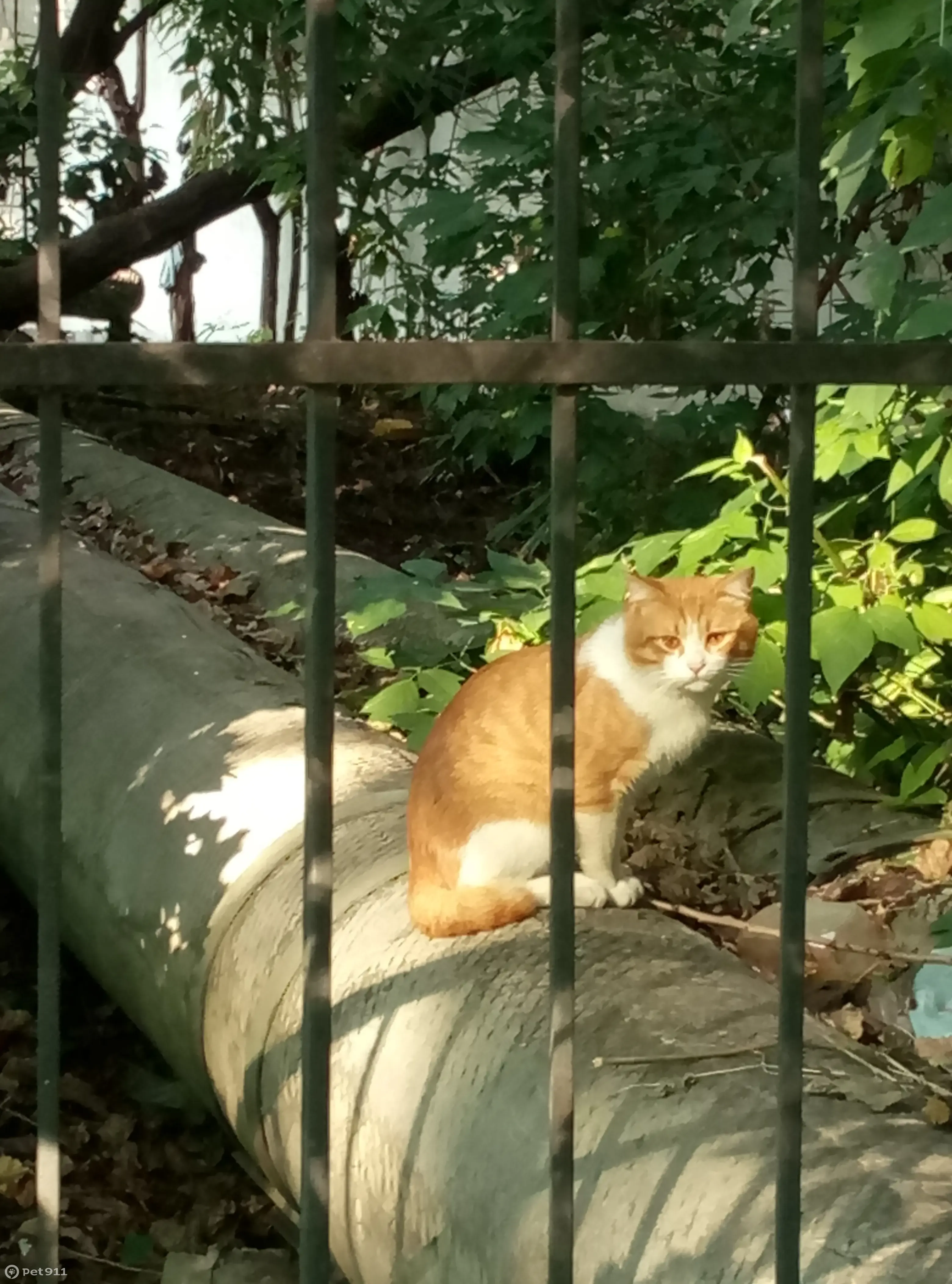 Найден кот: Бело-рыжий, 2-я Прядильная ул., 3А, Москва | Pet911.ru