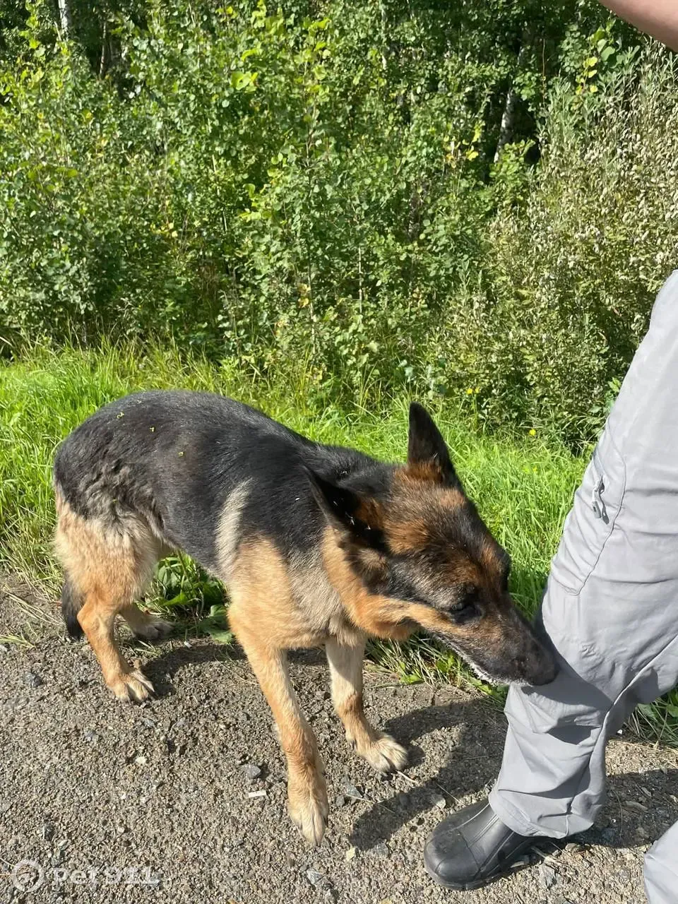 Собака бегает под машинами в Зоркальцево, ищем владельца! | Pet911.ru