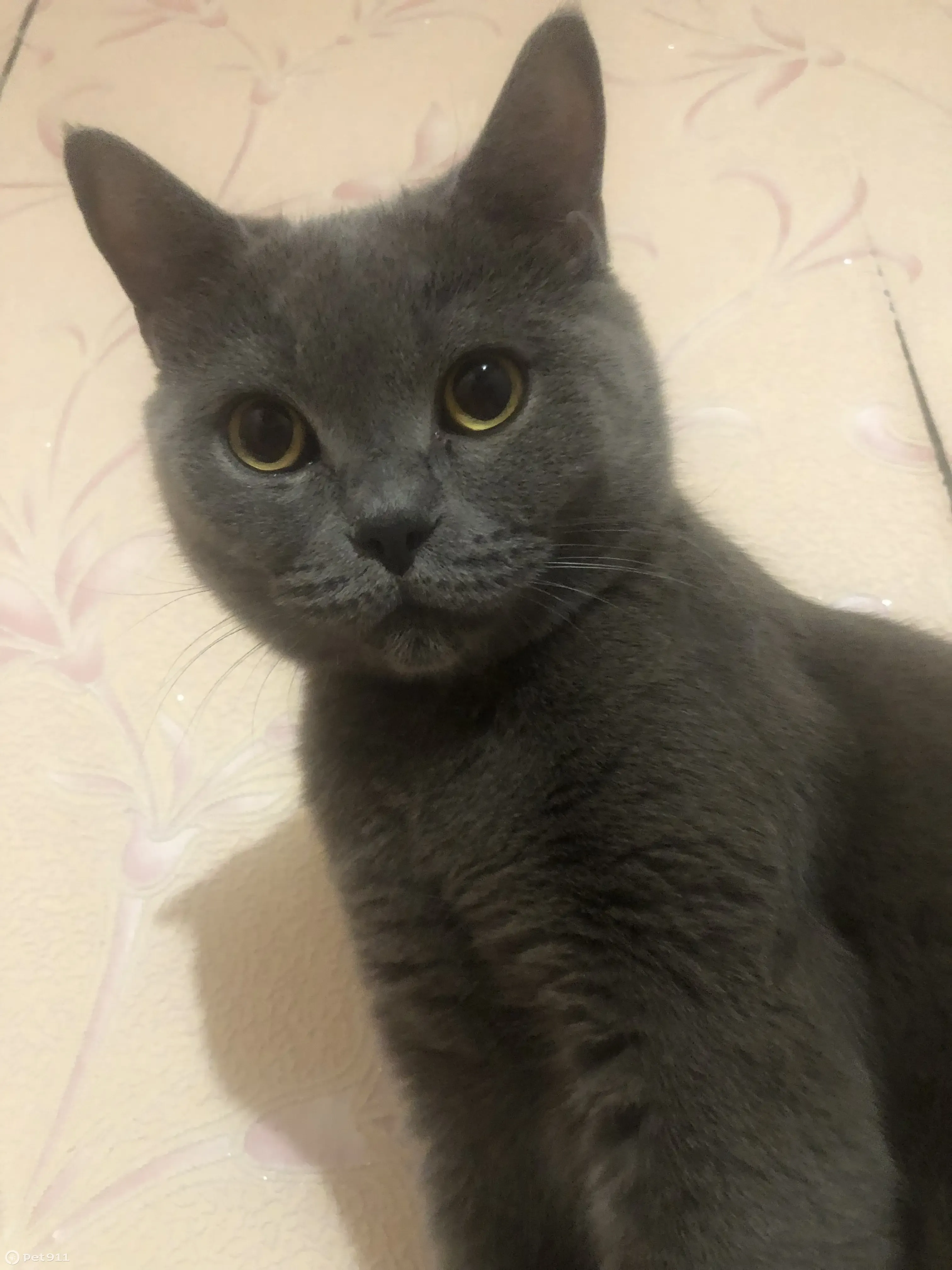 Пропала кошка, серый британец, ул. Достоевского 71 - photo