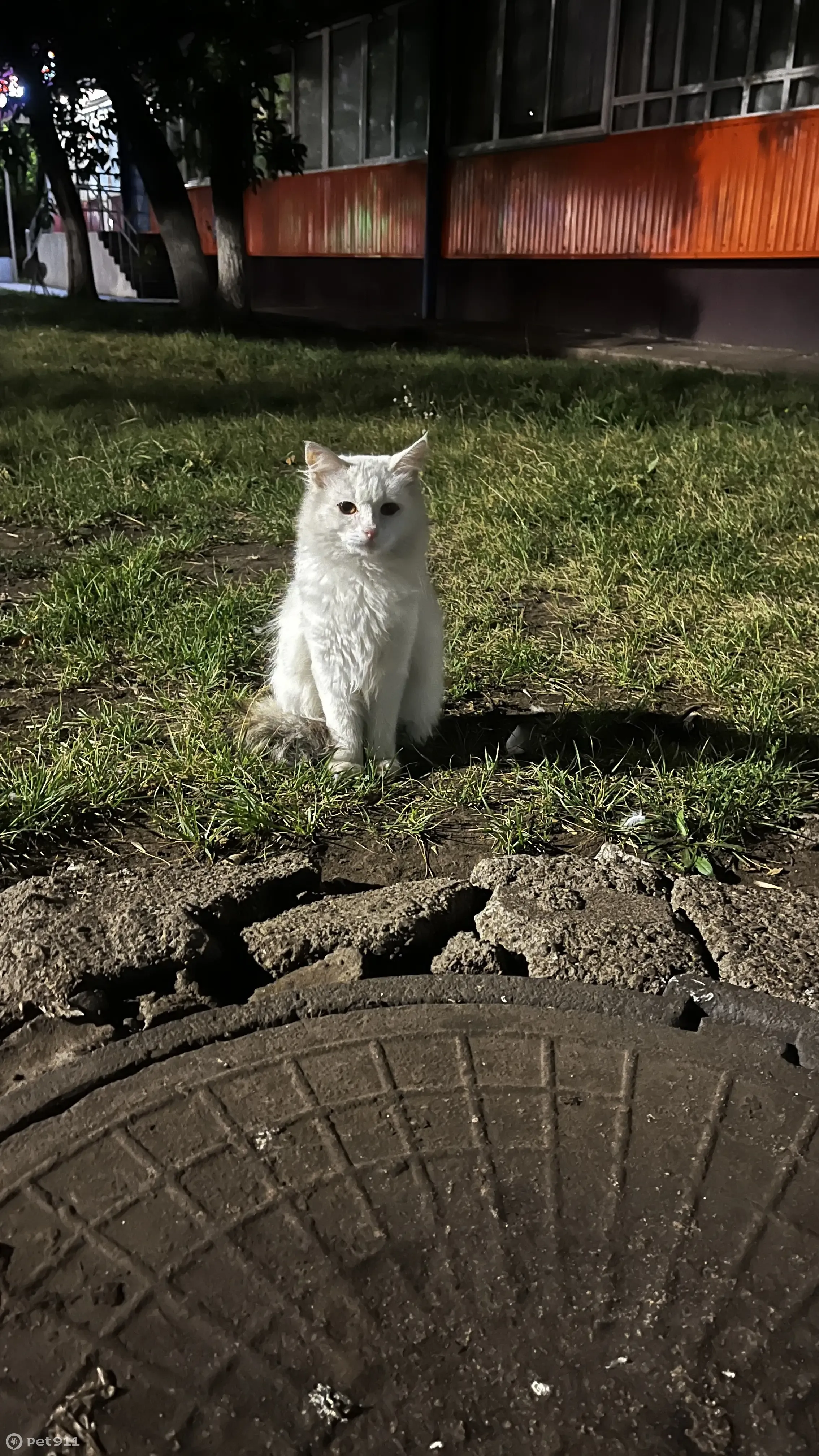 Потерян белый кот, ул. Шамиля Усманова, 88Б | Pet911.ru