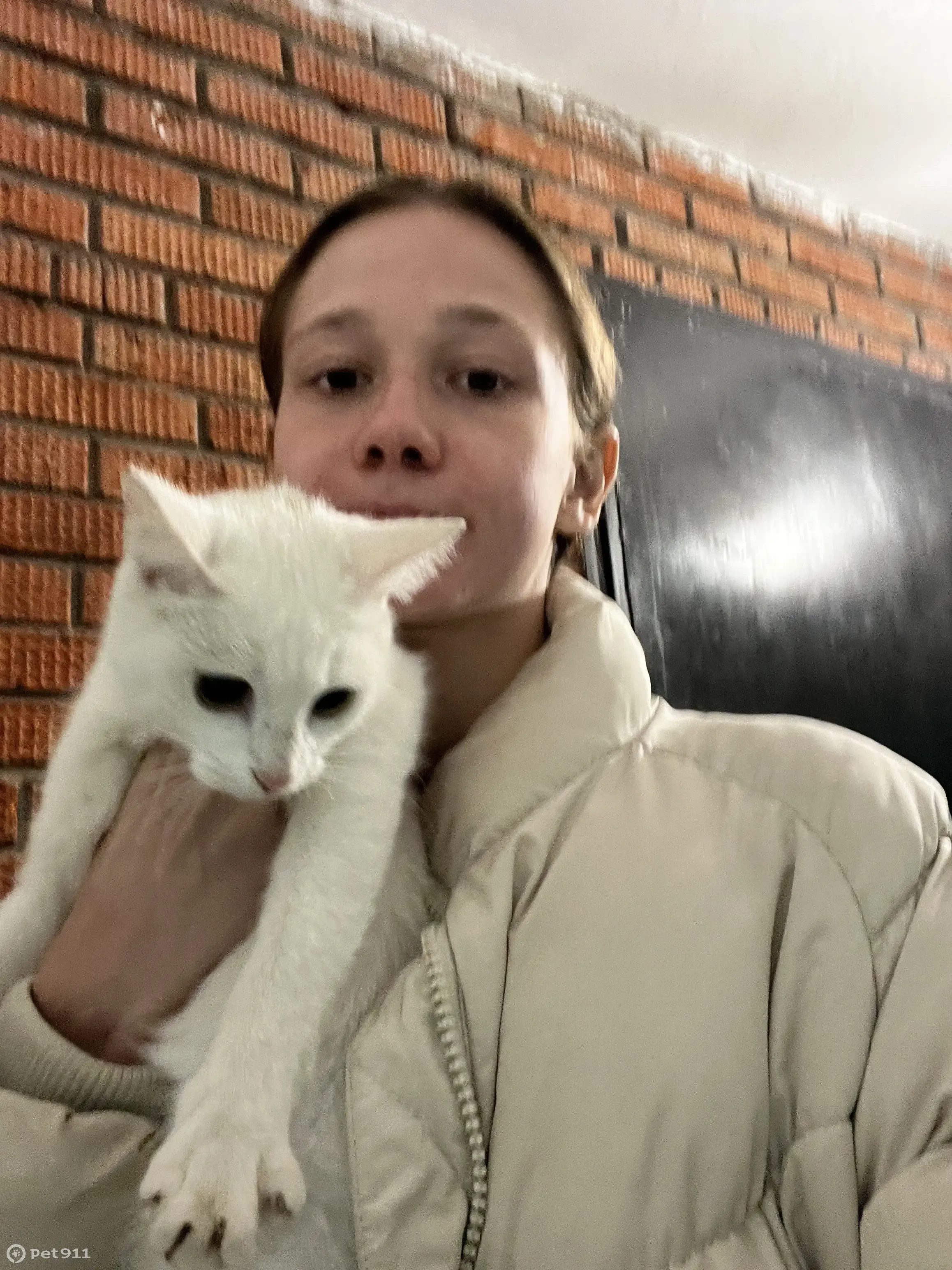 Потеряшка: белая кошка, ул. Проф. Рупасова, Ижевск | Pet911.ru