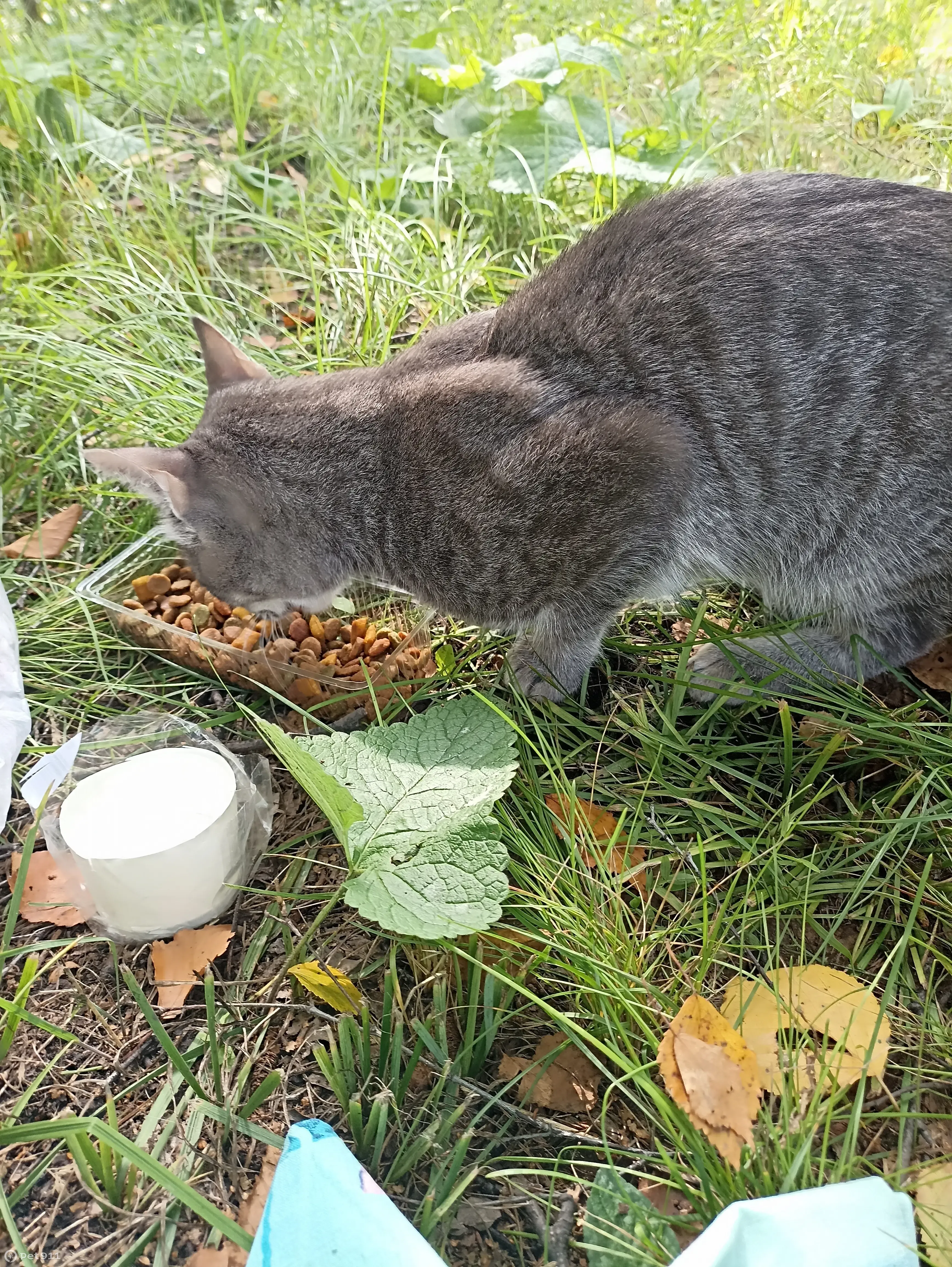 Пропала кошка в Кемерово, бегает в парке | Pet911.ru