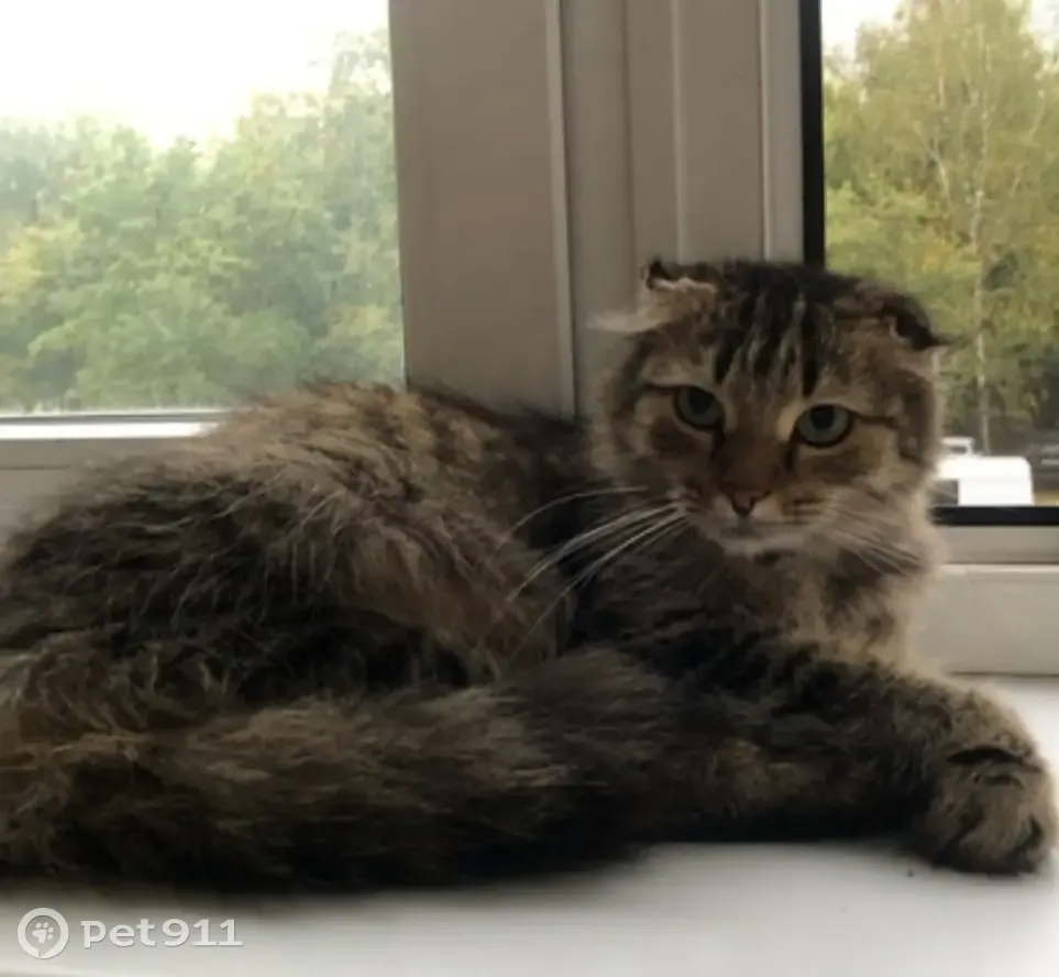 Найдена кошка, ул. Конёнкова, 12, Москва | Pet911.ru