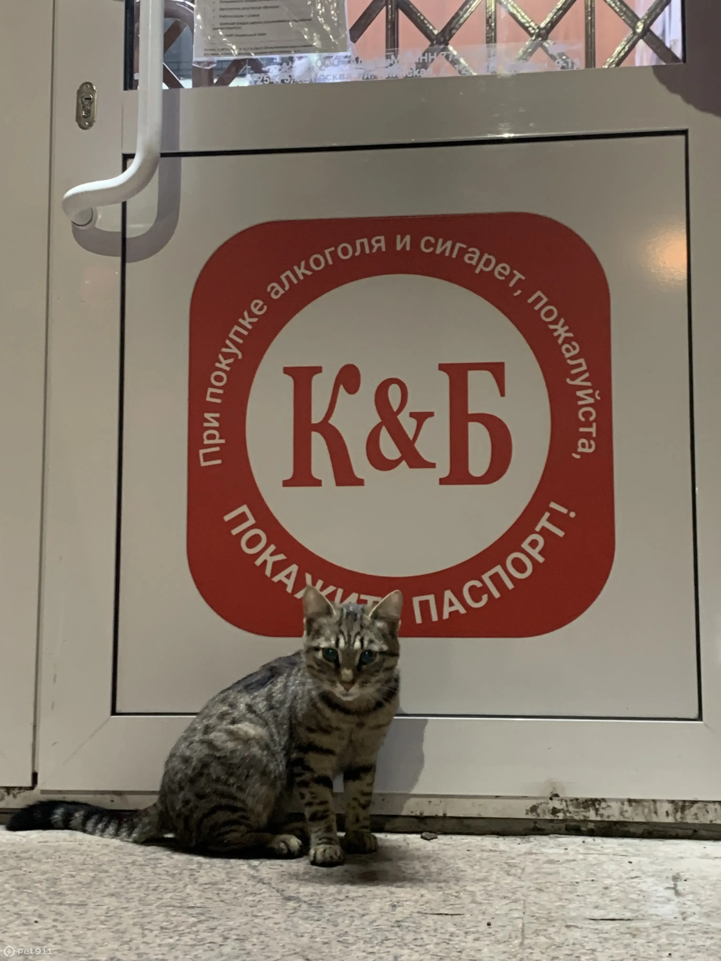 Найден молодой кот, ищет хозяев! Улица Мельникайте, 95 с1, Тюмень |  Pet911.ru