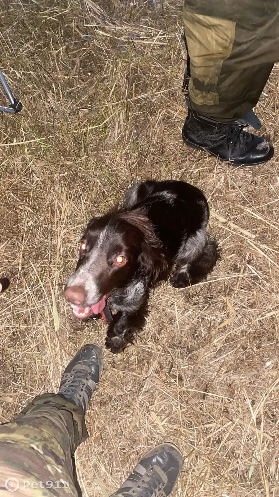 Пропала собака на охоте в Волгоградской области | Pet911.ru