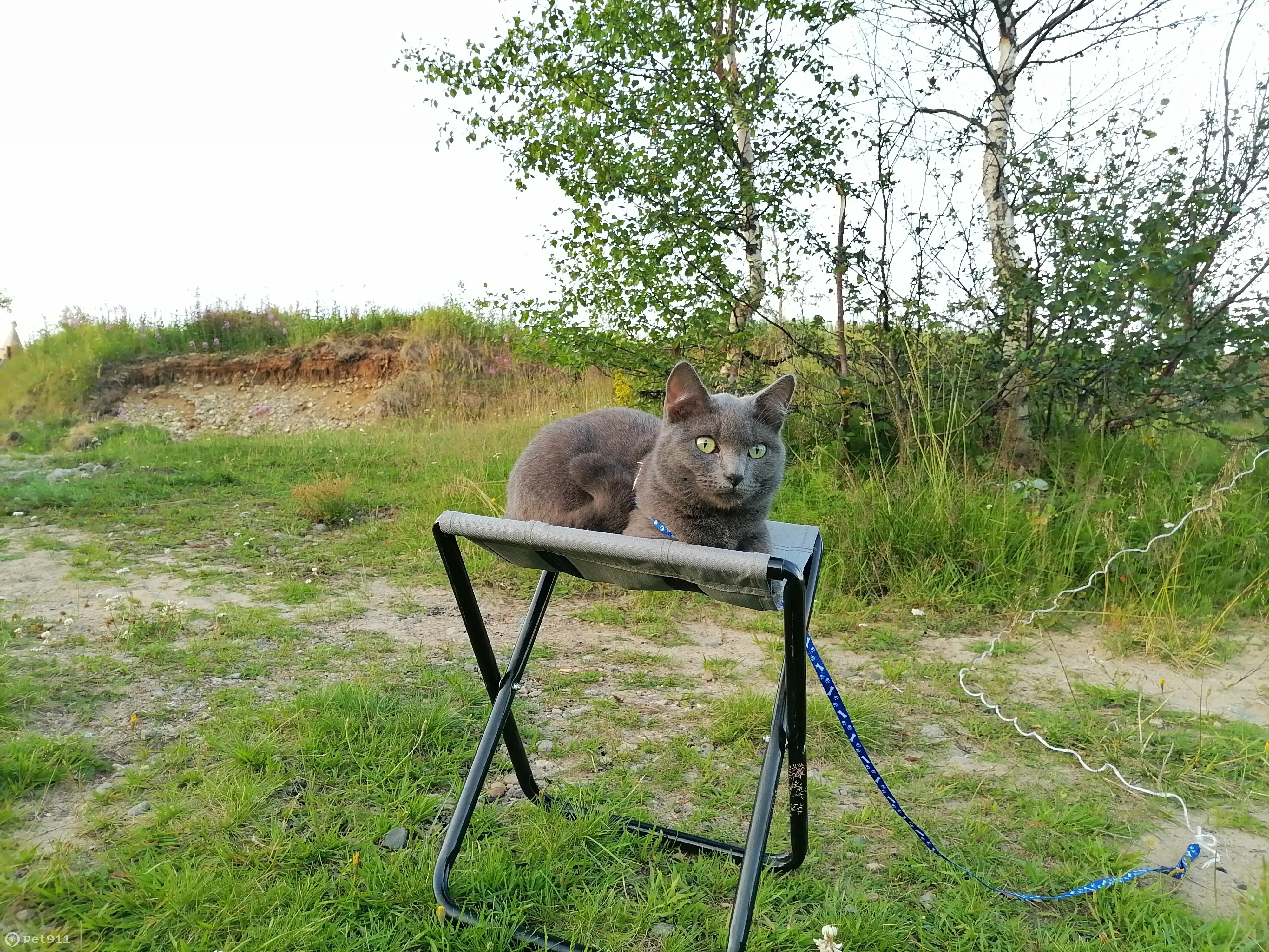 Пропала кошка Кот, серый пепельный окрас, Мурманск | Pet911.ru