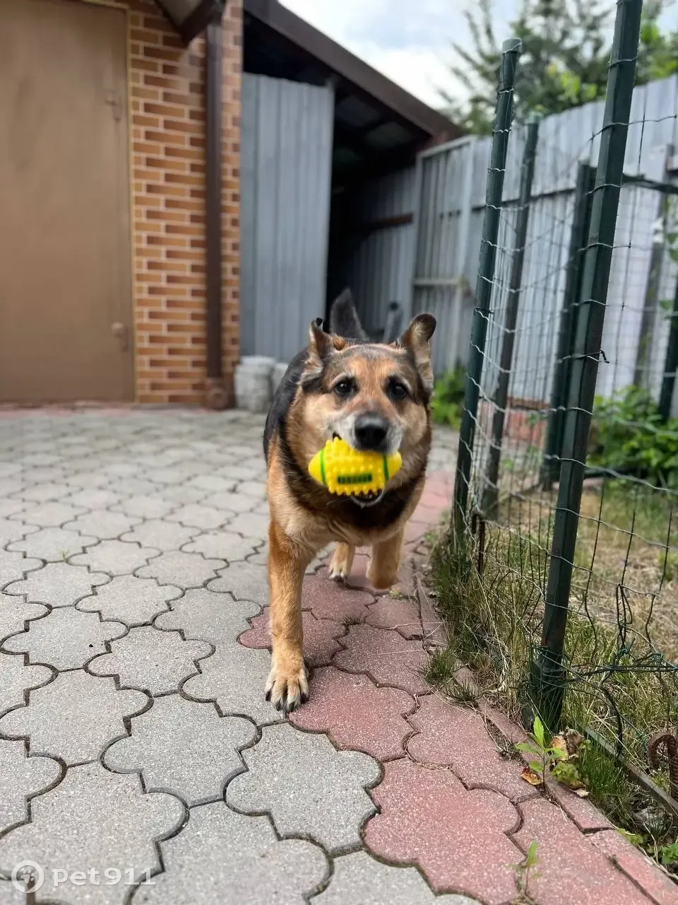 Пропала собака в Калининграде, СНТ-Дружба 3, ул. Техническая 20 | Pet911.ru