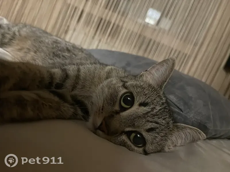 Кошка ищет дом в Кемерово | Pet911.ru