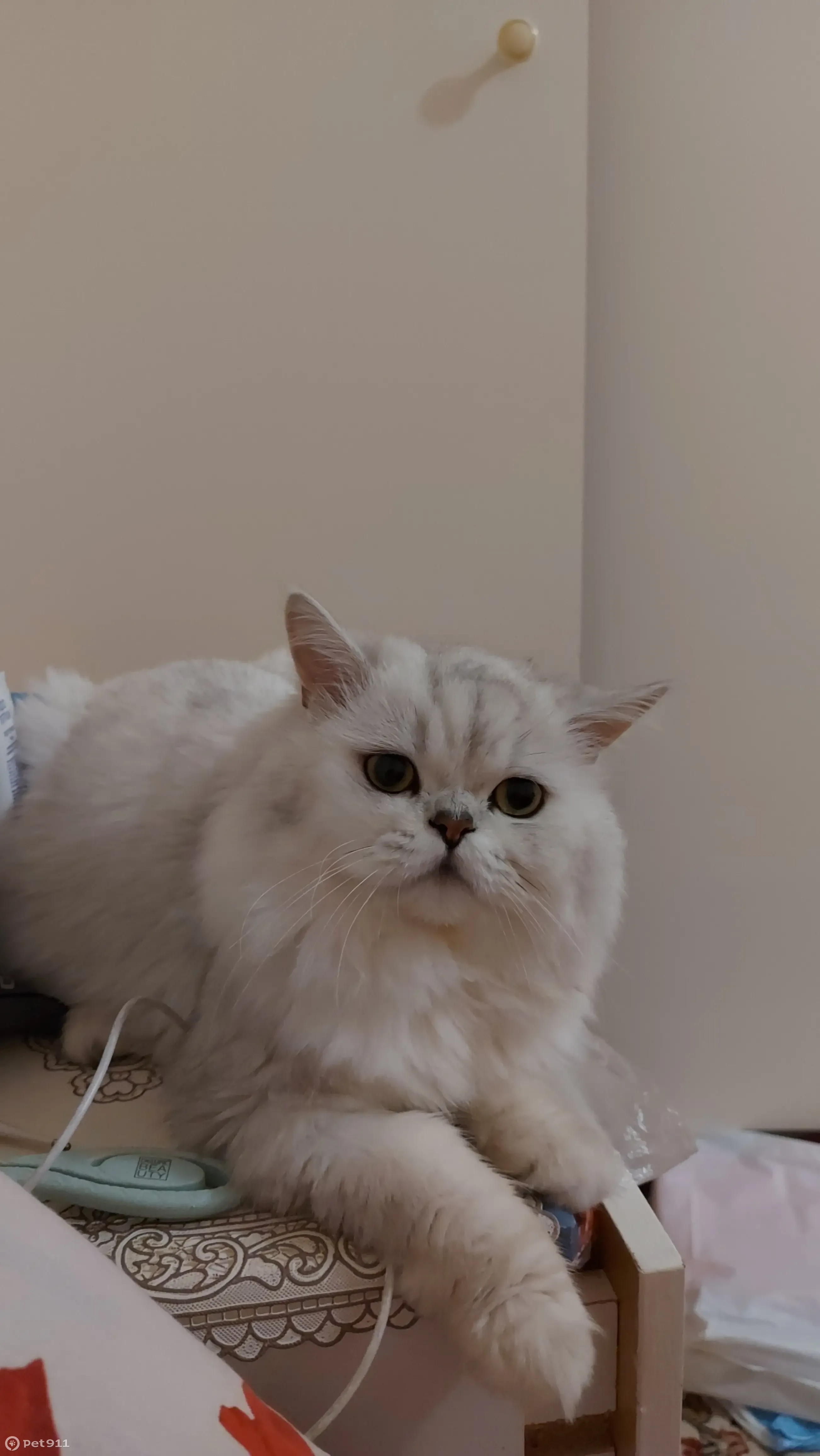 Пропала кошка: белый котик Лева, м-н Восточный1/3А, Новый Уренгой - photo