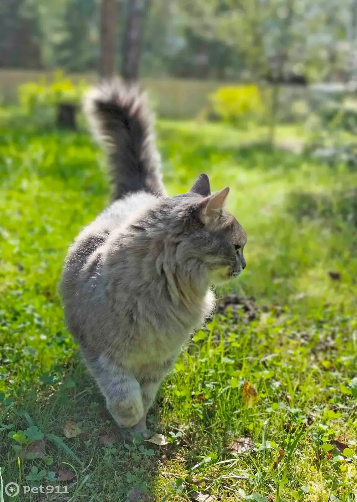 Пропала кошка на Нелидовской ул., 23, Москва | Pet911.ru