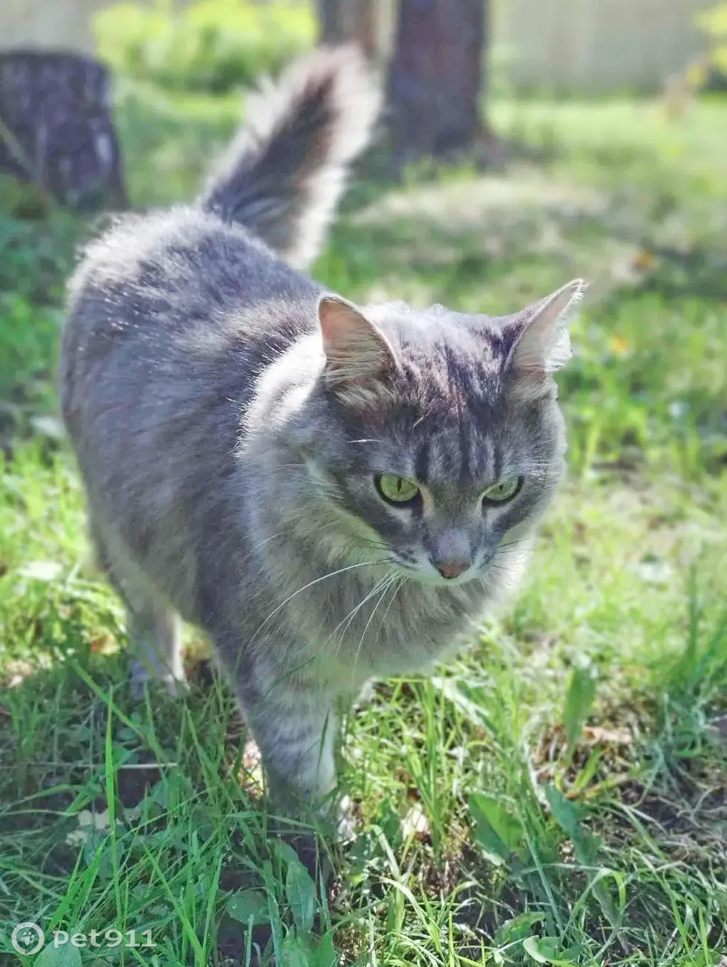 Пропала кошка на Нелидовской ул., 23, Москва | Pet911.ru