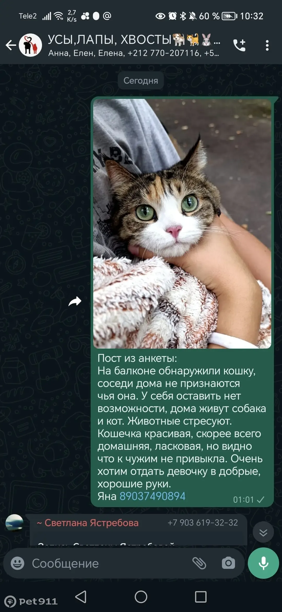 Кошка найдена: ул. Маяковского, 21/13, Химки | Pet911.ru