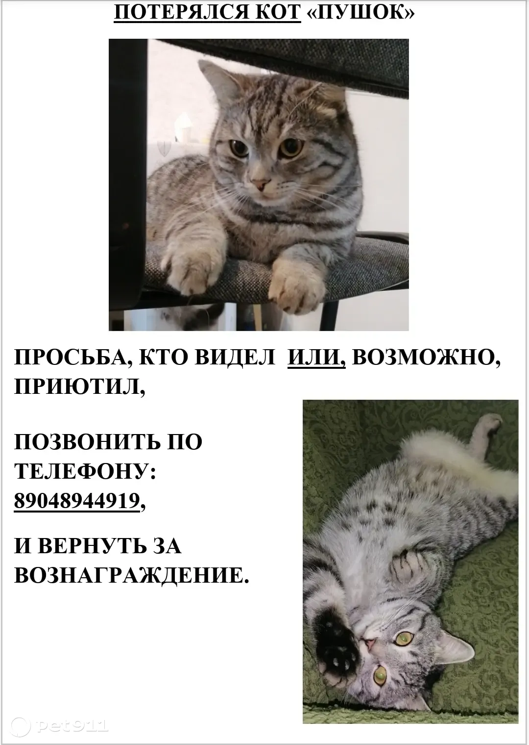 Пропала кошка Кот, Красноярск, Локомотивная 37 | Pet911.ru