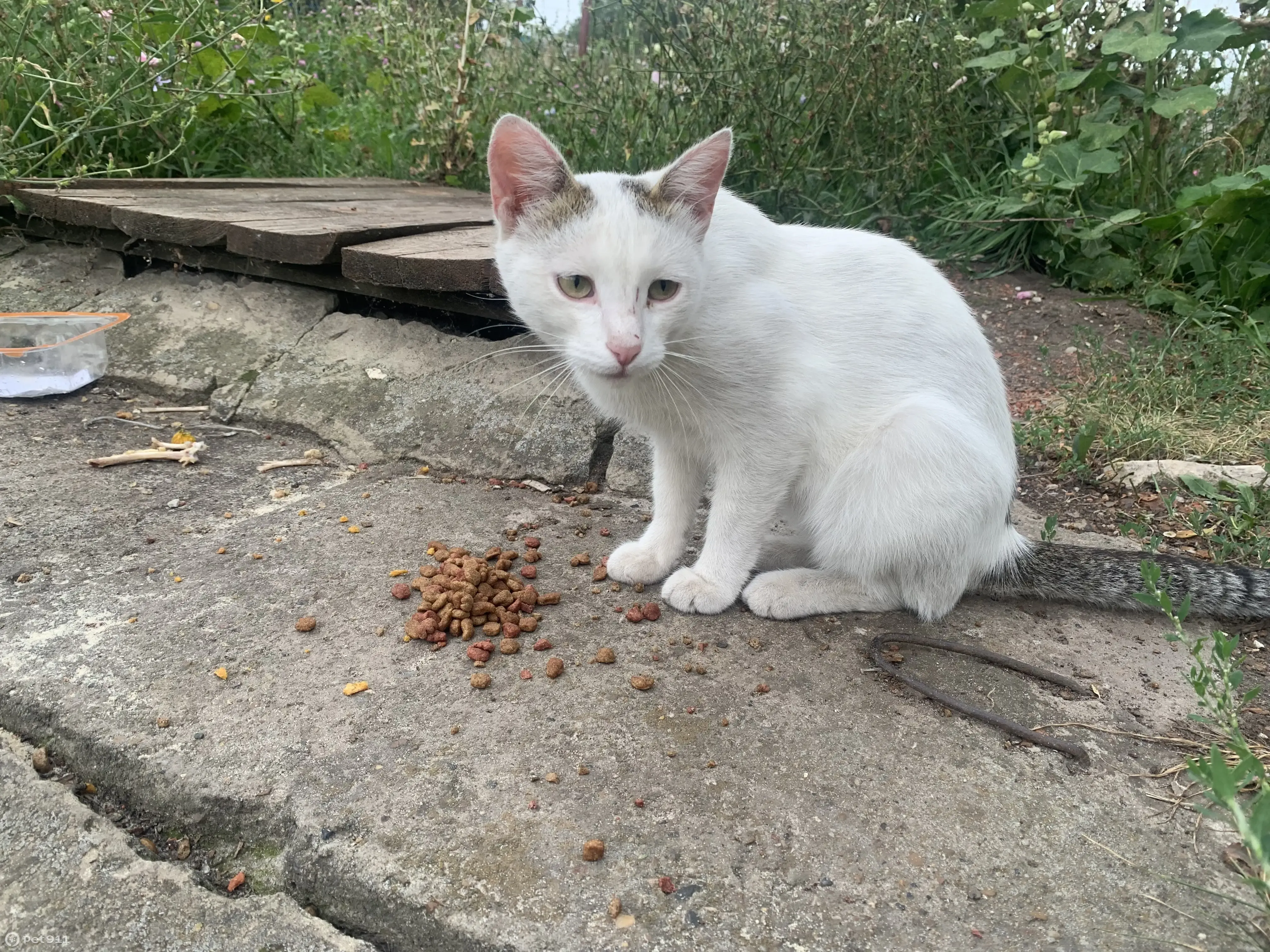 Пропал кот белый в Вешкайме, ул. Мира, 1 - photo