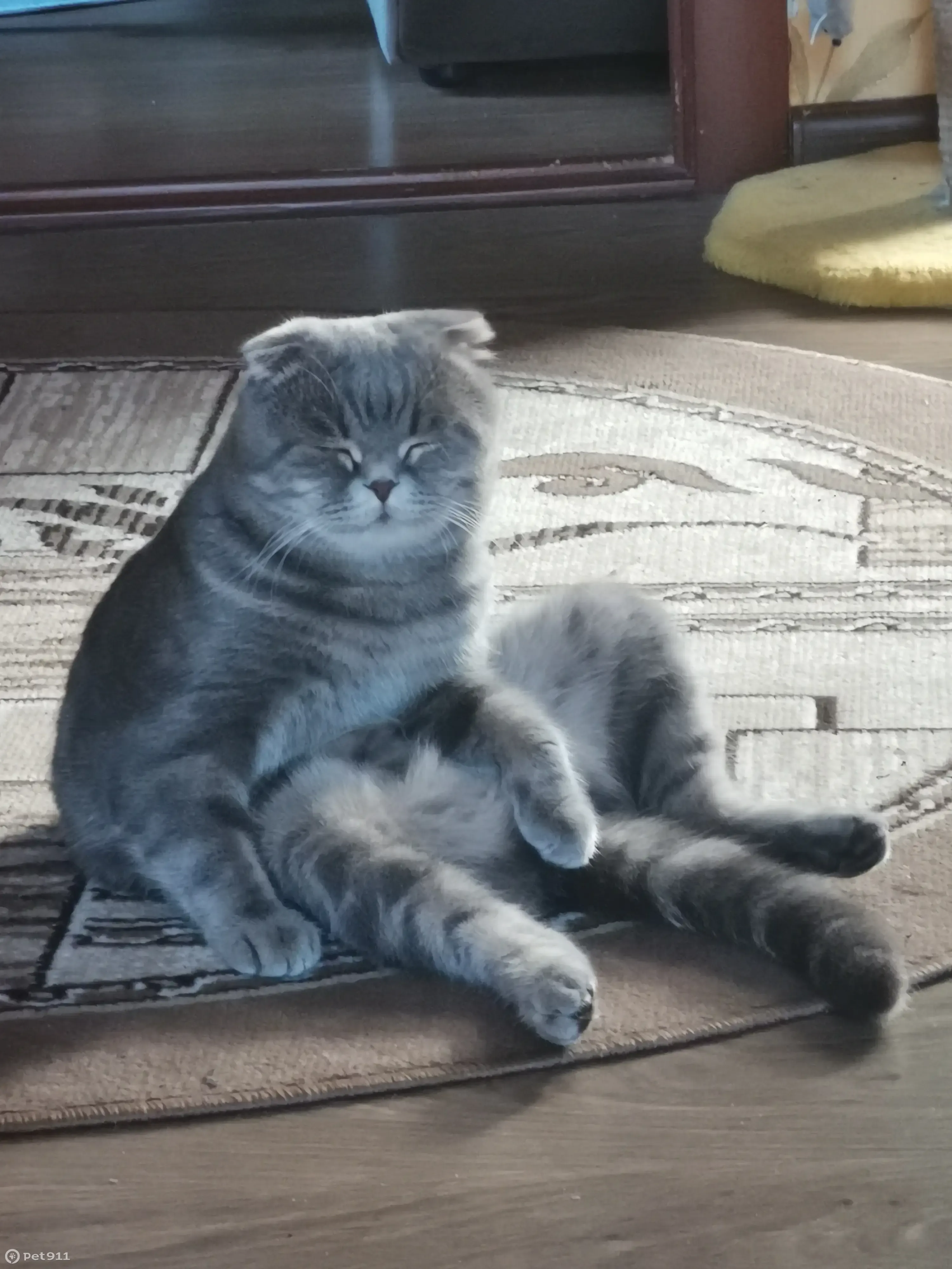 Пропала кошка на Лесной улице, Заречье - photo