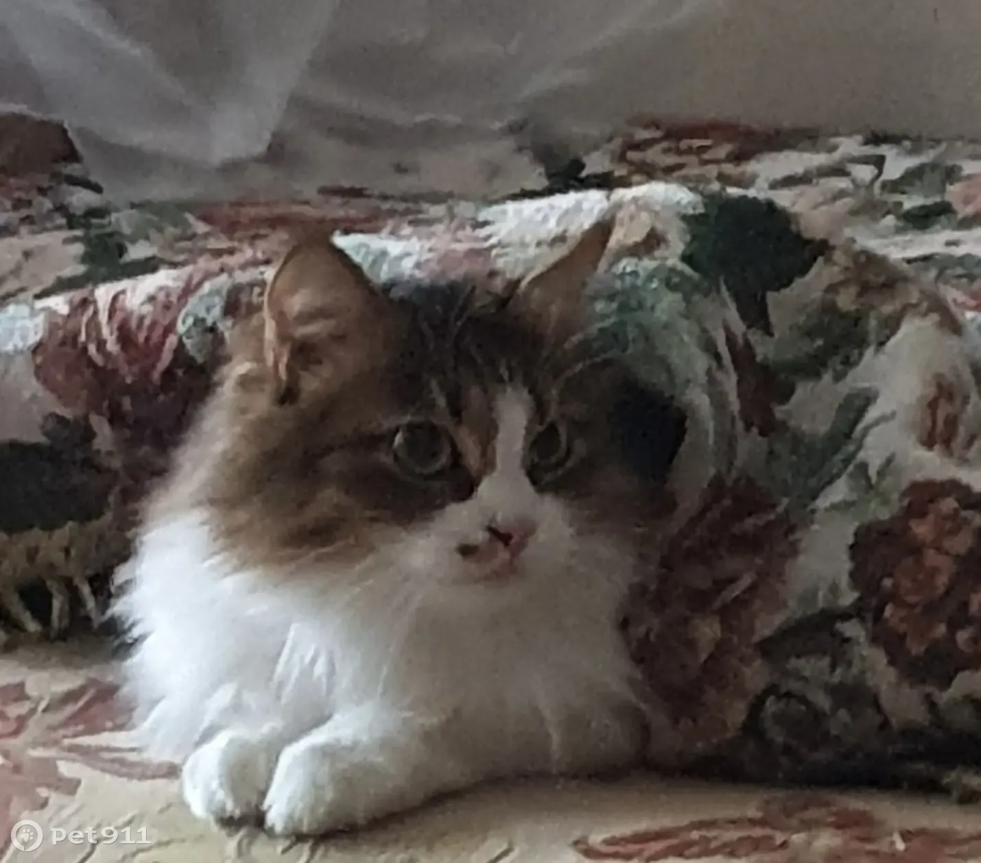 Пропала кошка, ул. МОПРА, 12, Воронеж - photo