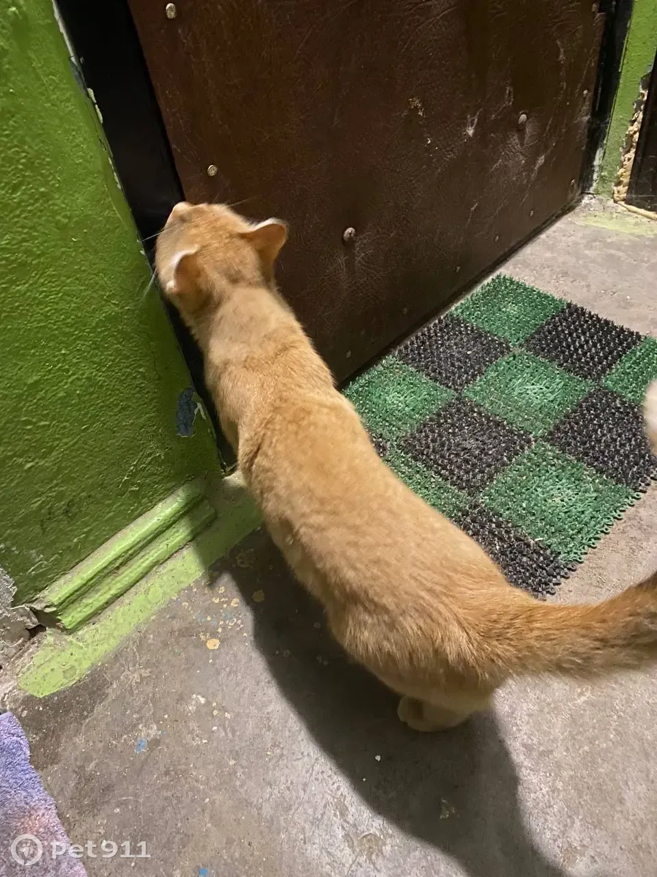 Найден рыжий кот, ул. Багратиона, 22, Смоленск - photo