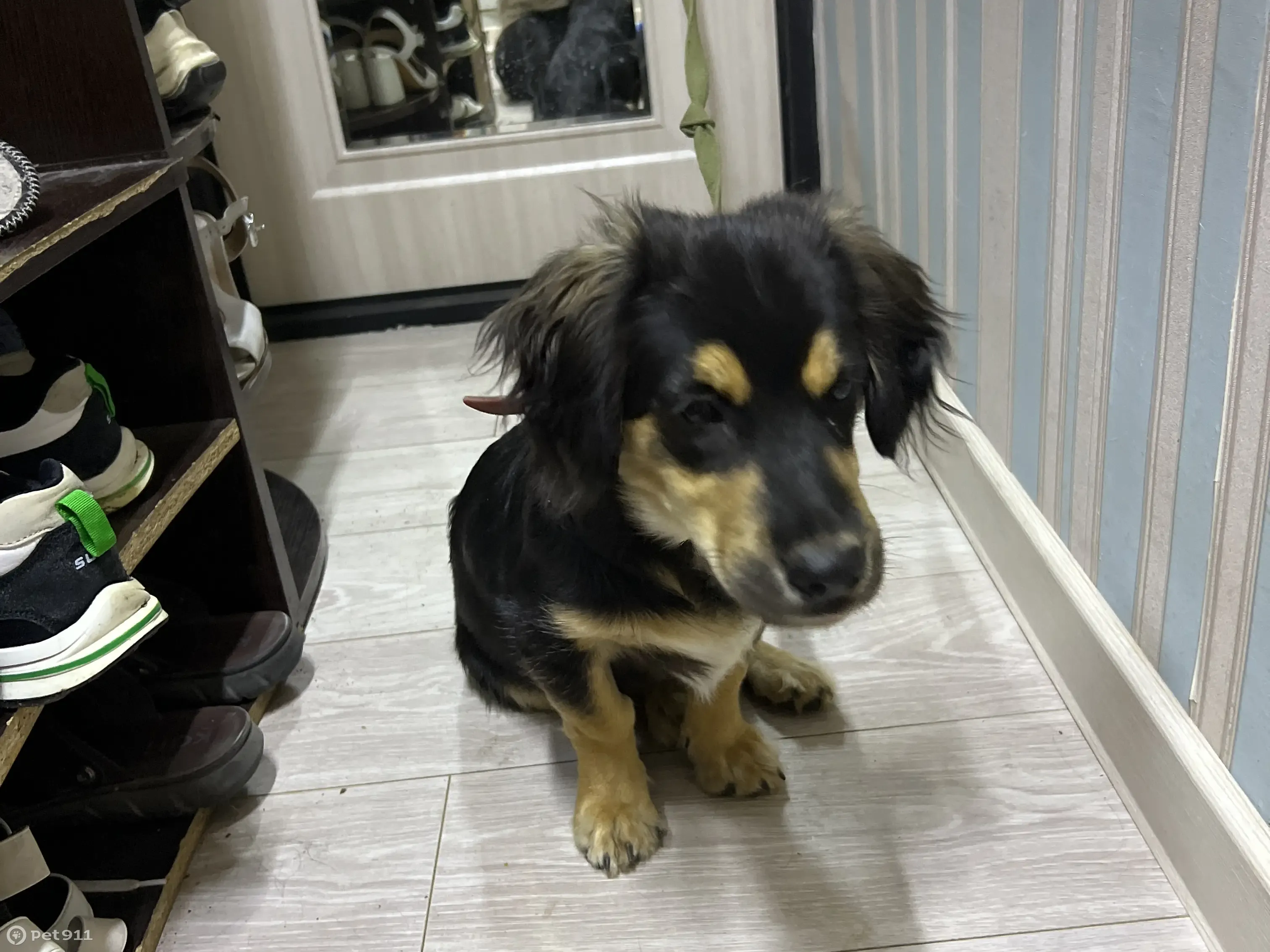 Найден голодный и игривый щенок, нужна передержка - photo