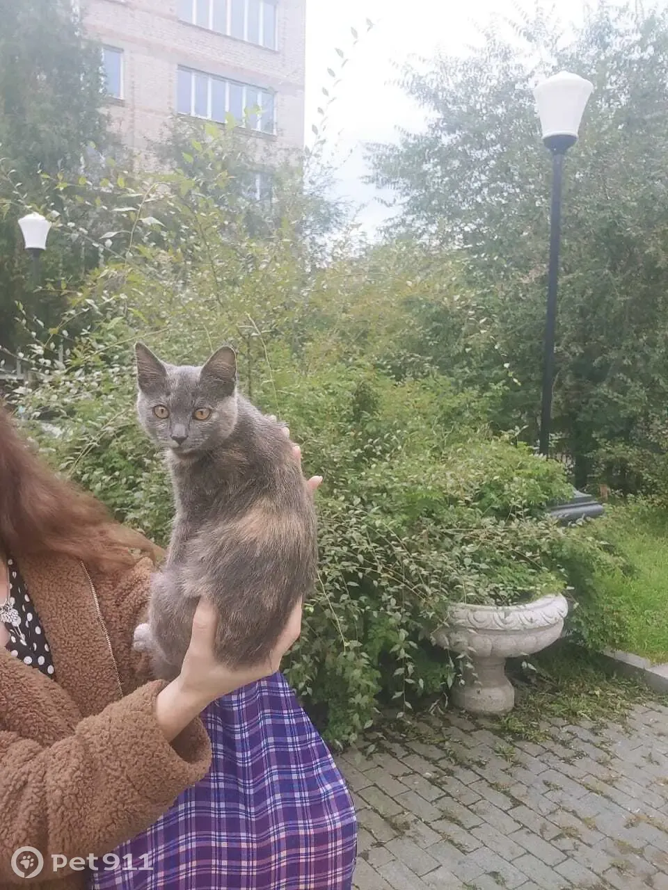 Найдена кошка около дома Амурская, 23, Чита | Pet911.ru