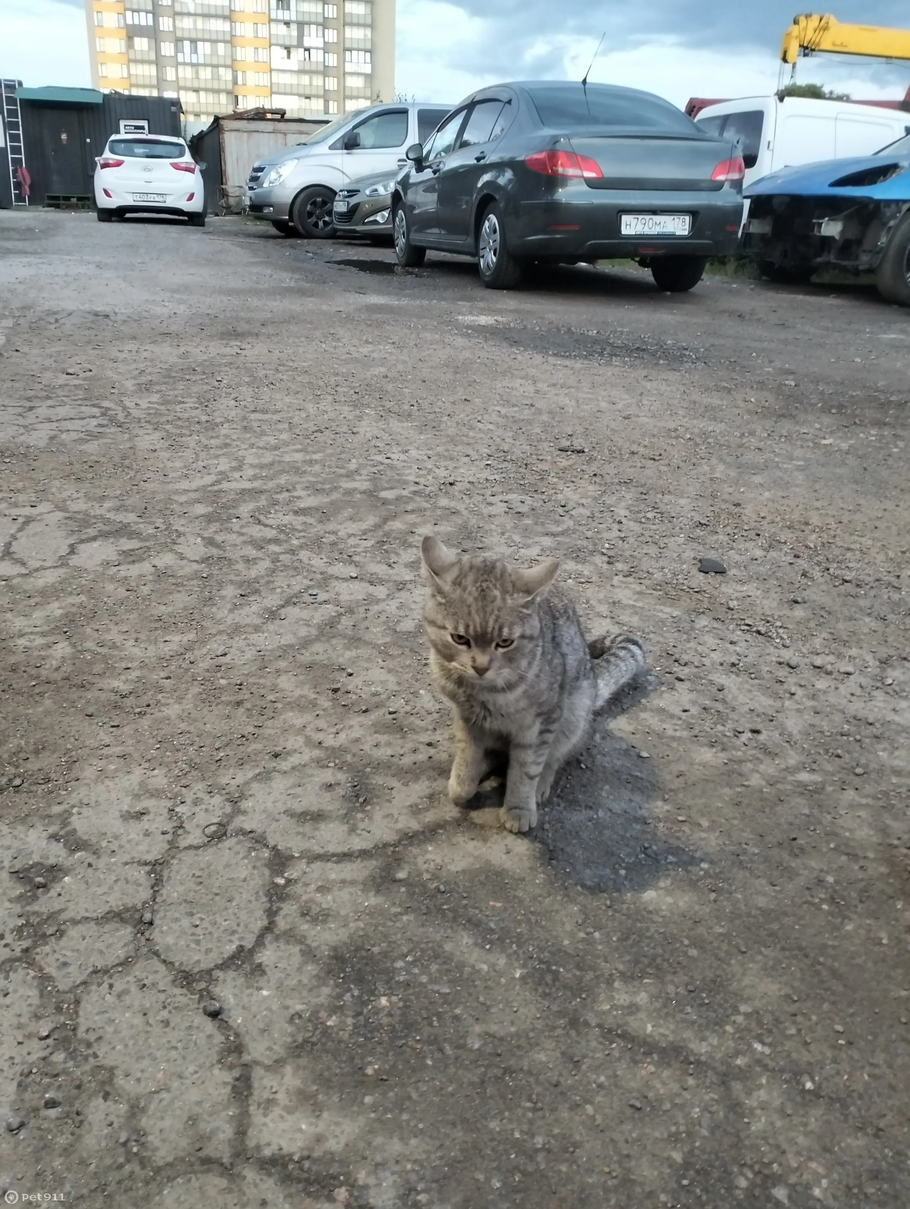 Найдена британская кошка, передержка на 16-й аллее, Санкт-Петербург |  Pet911.ru